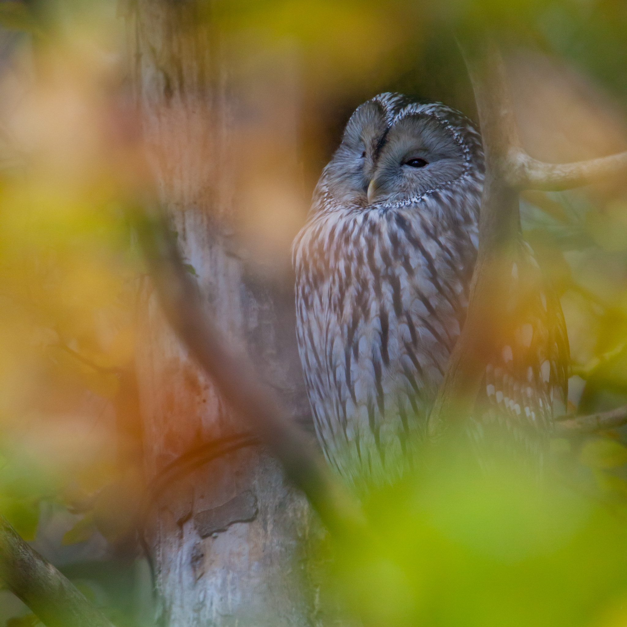 Canon EF 300mm F2.8L IS USM sample photo. Kauz photography