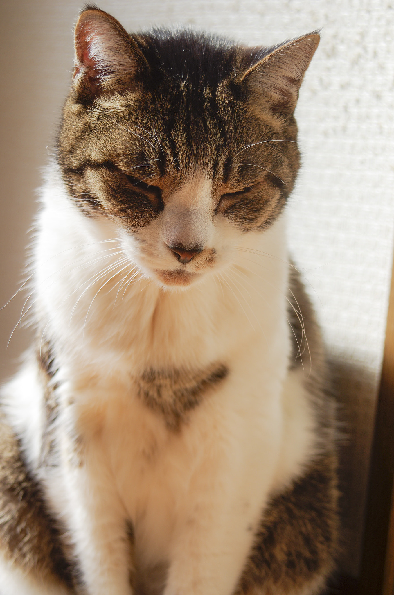 Pentax K-5 IIs sample photo. Sleepy photography