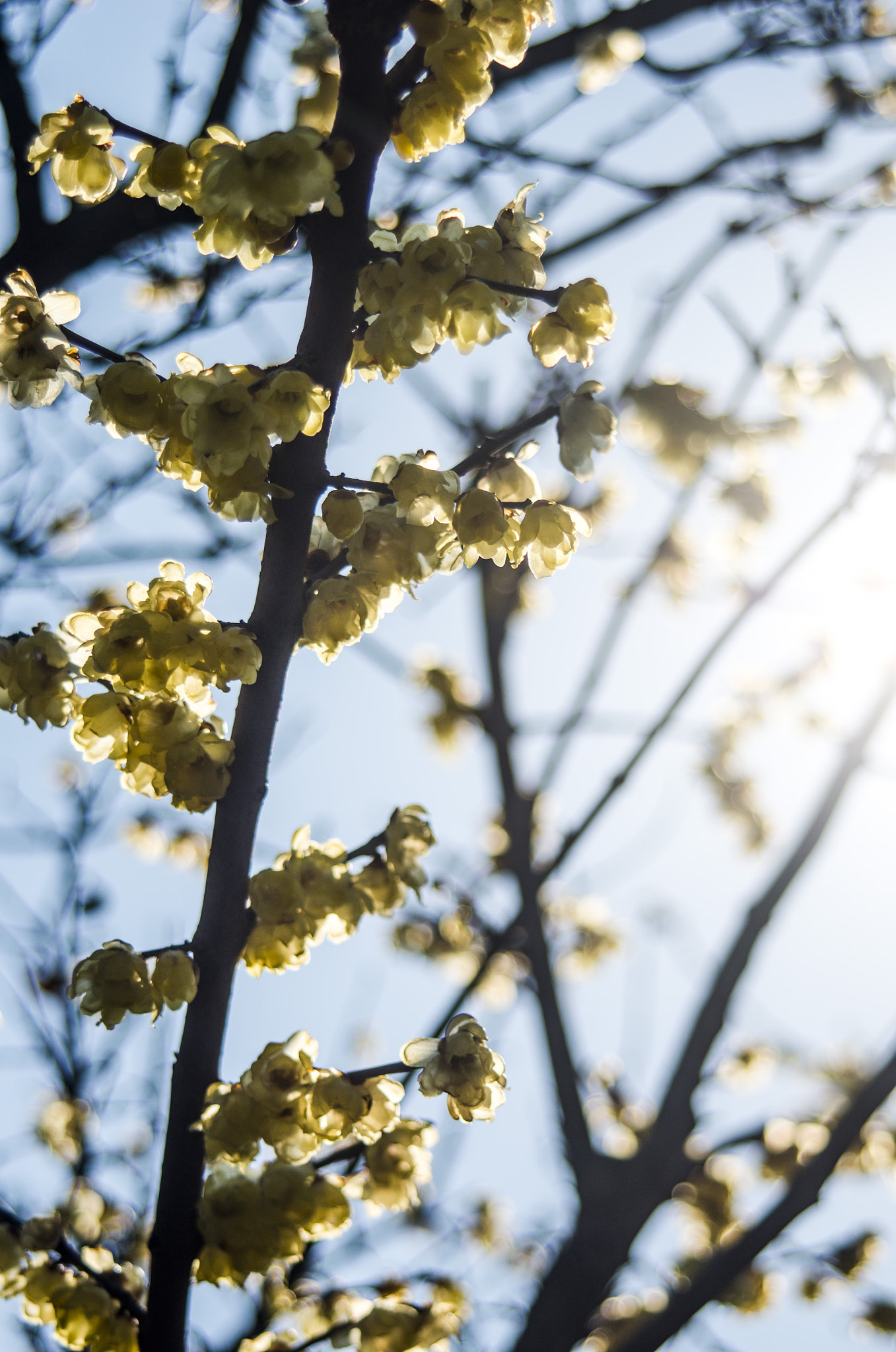 Pentax K-5 IIs sample photo. Lights photography