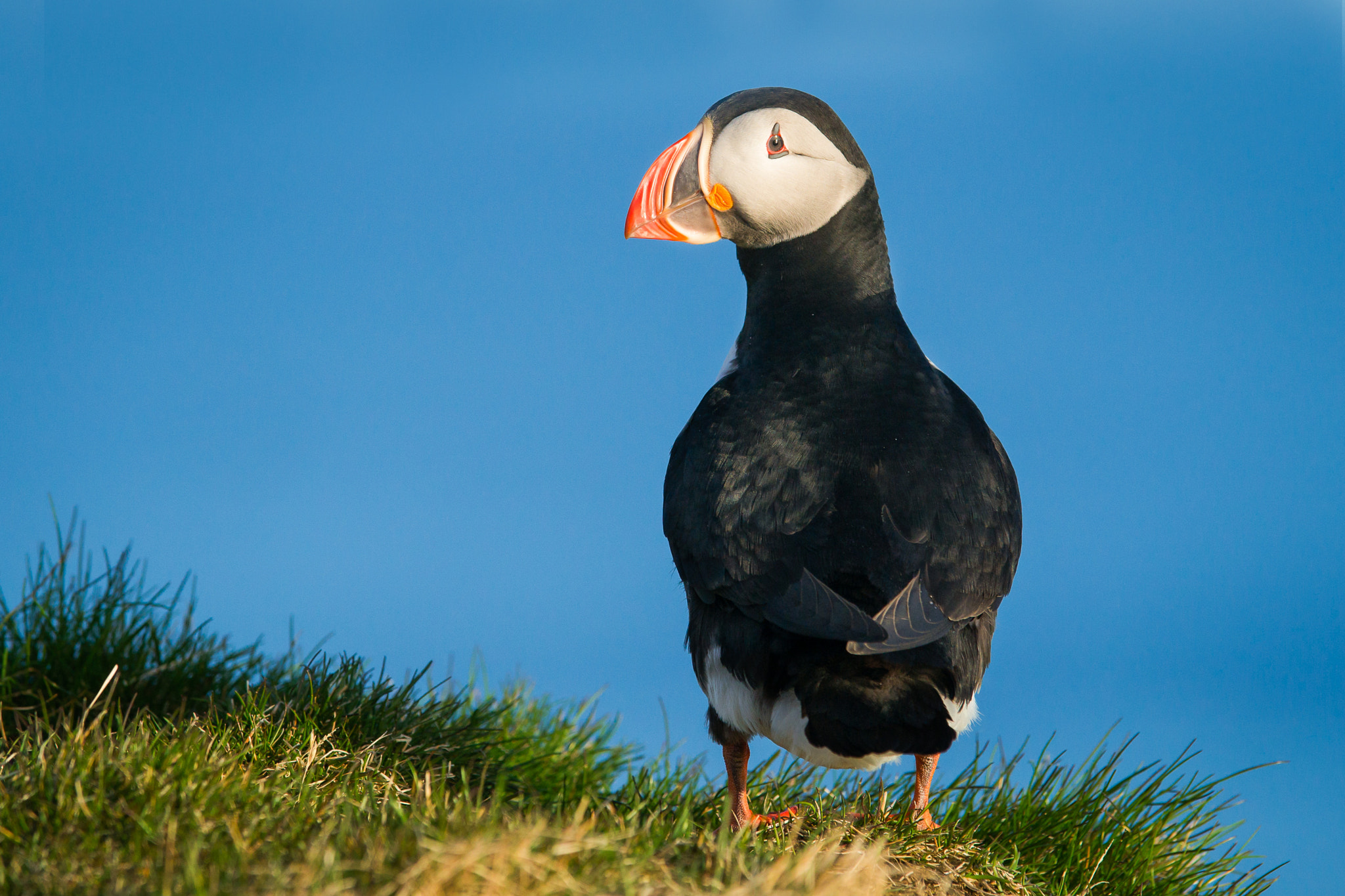 Sony a99 II + 300mm F2.8 G sample photo. Puffins look photography