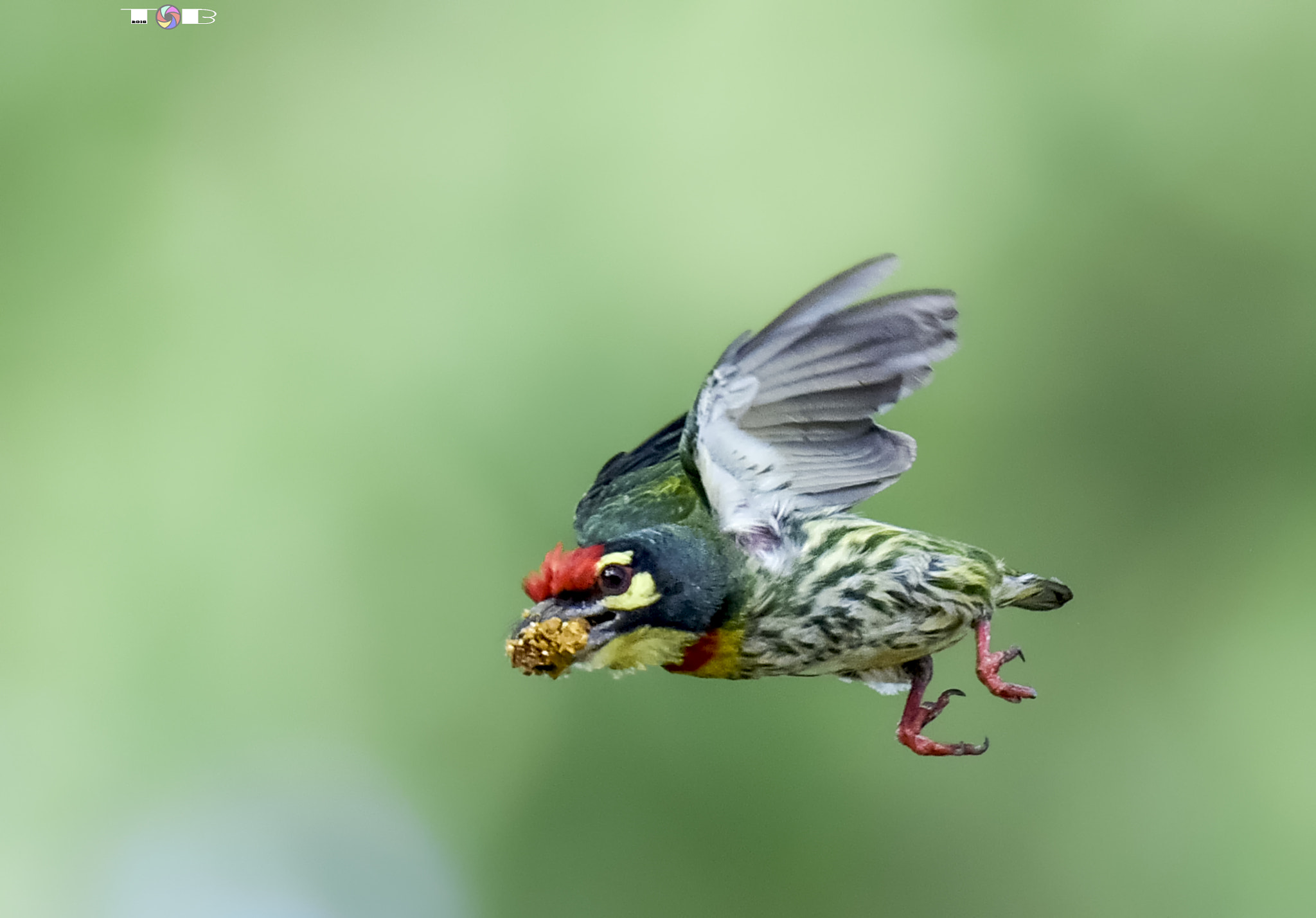 Nikon AF-S Nikkor 600mm F4D ED-IF II sample photo