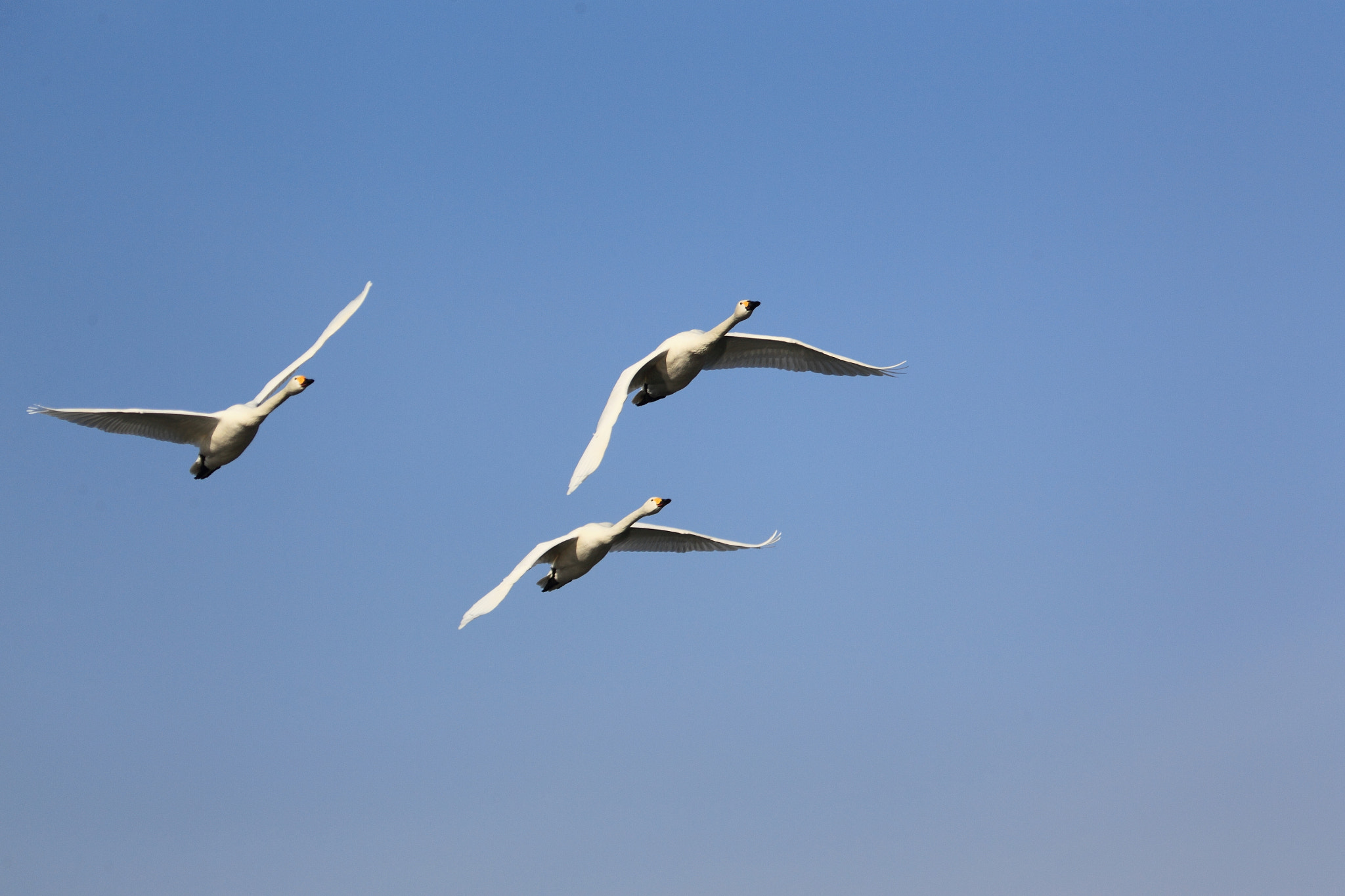 Canon EOS-1D Mark IV sample photo. コハクチョウ 仲良くーas4e8803.jpg photography