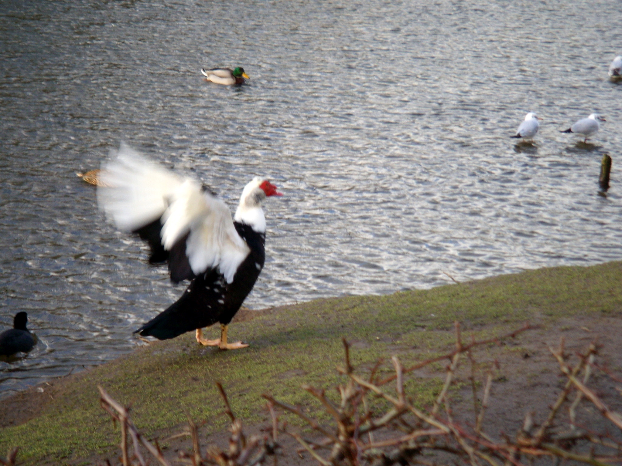 Nikon COOLPIX S9 sample photo. Bakewell after a january hailstorm  photography