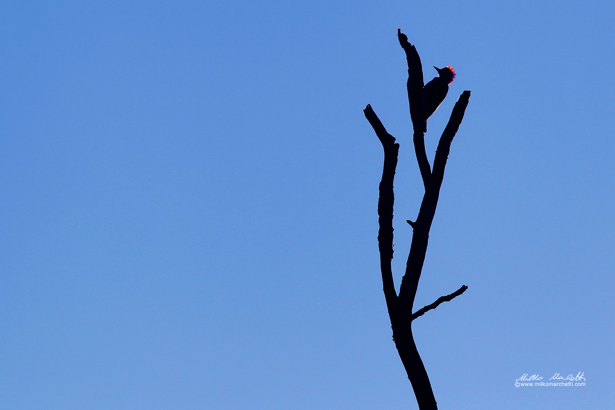 Canon EF 300mm f/2.8L + 1.4x sample photo. Woodpecker photography