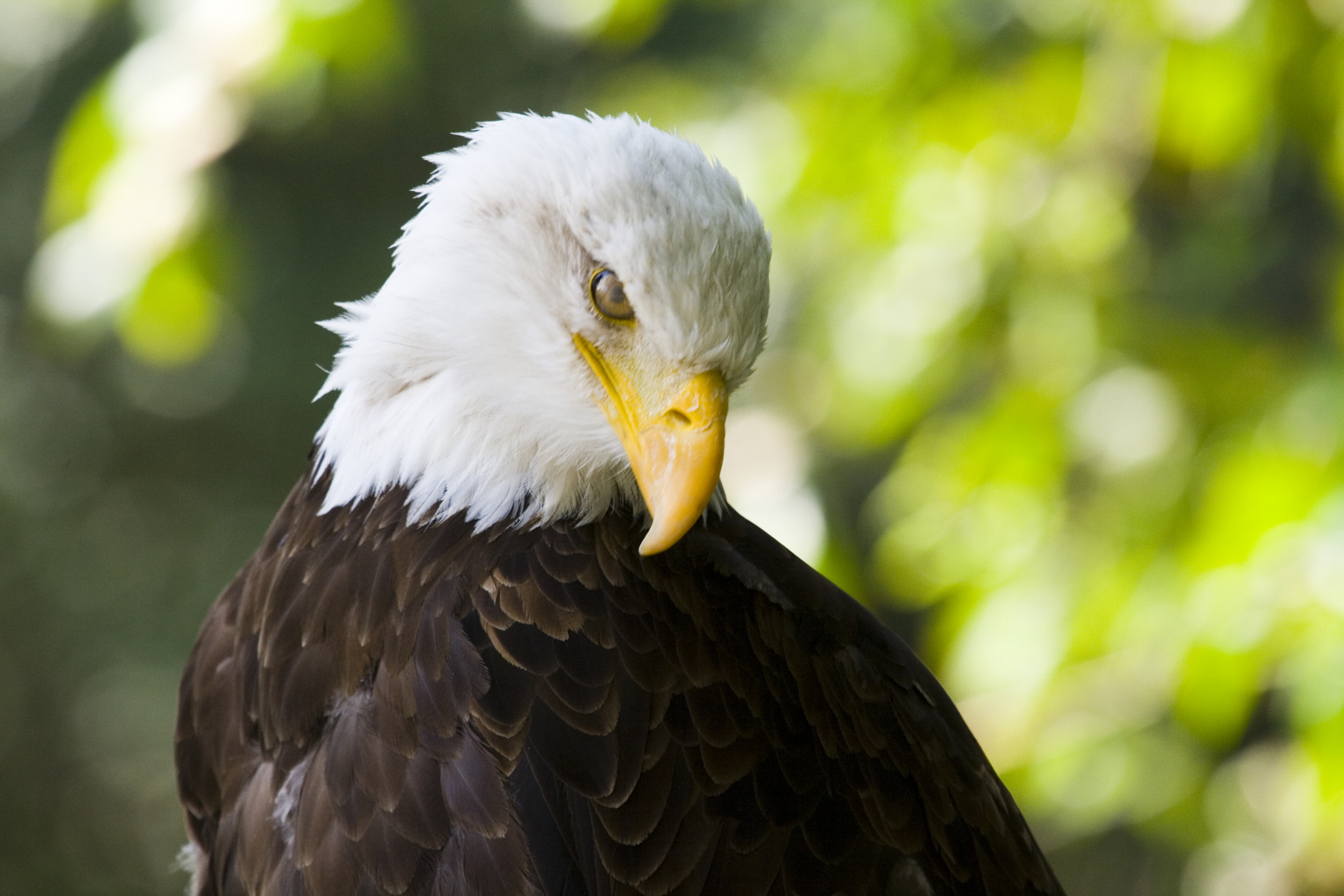 Canon EF 100-400mm F4.5-5.6L IS USM sample photo. A bald eagle photography