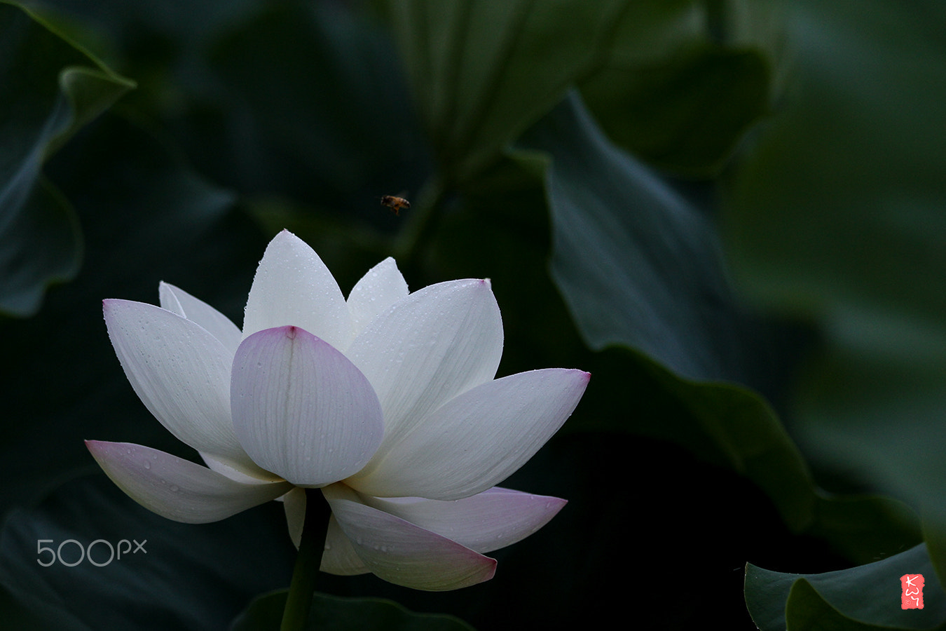 Canon EOS 100D (EOS Rebel SL1 / EOS Kiss X7) + Canon EF 70-200mm F4L IS USM sample photo. Lotus photography