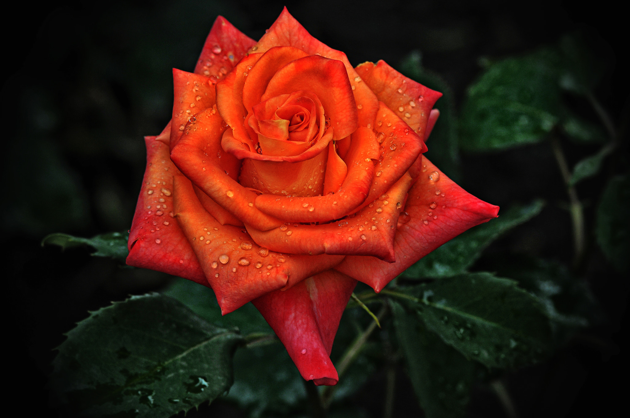 Nikon D300 + AF Micro-Nikkor 105mm f/2.8 sample photo. Роза photography