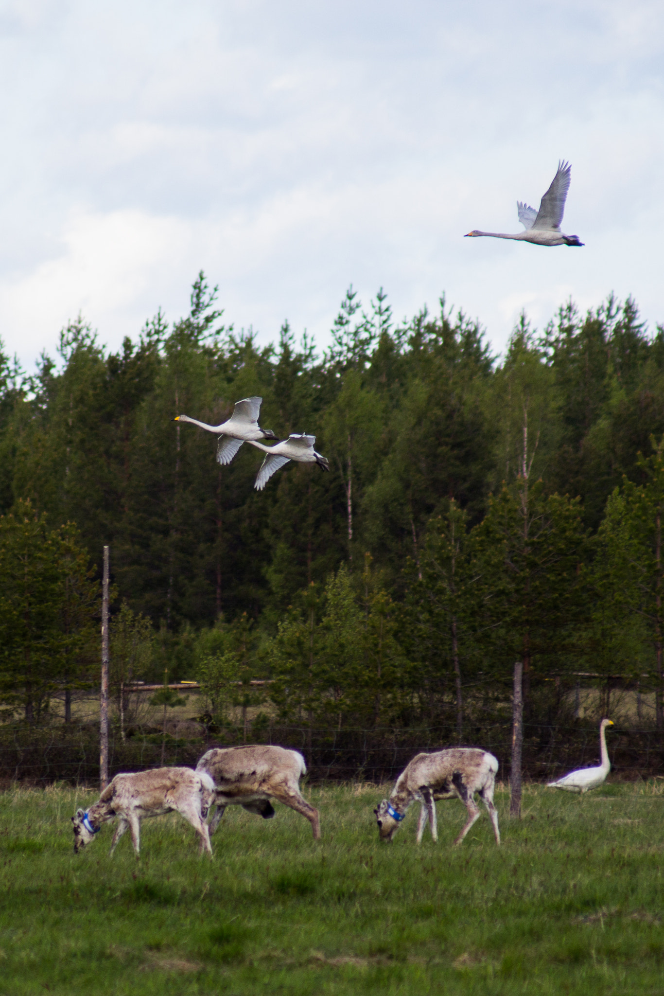Canon EOS 600D (Rebel EOS T3i / EOS Kiss X5) + Canon EF 100-300mm F4.5-5.6 USM sample photo. Swans and reindeers photography