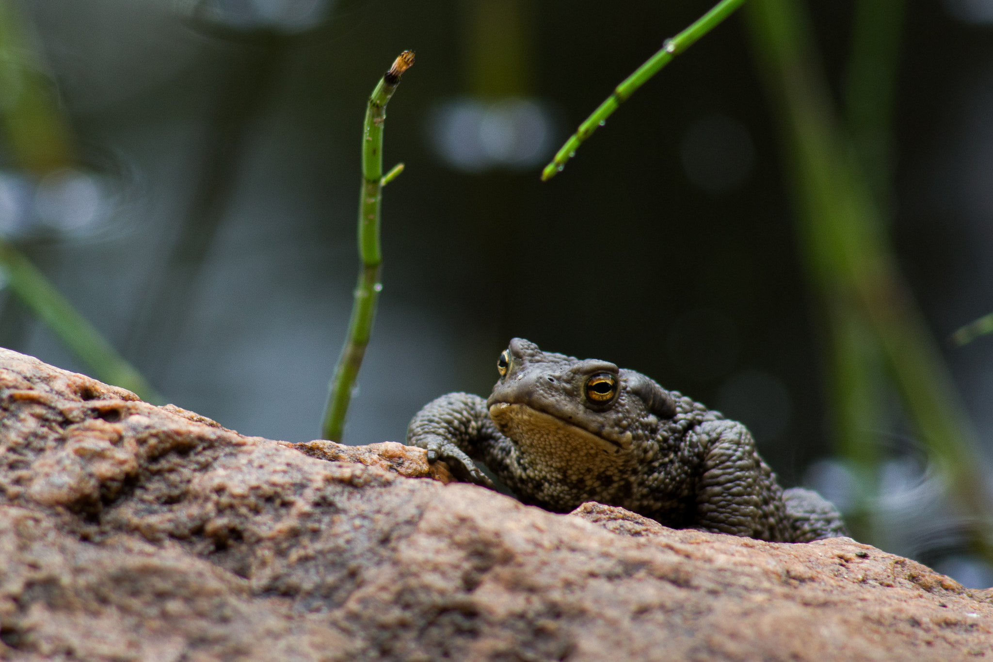 Canon EOS 600D (Rebel EOS T3i / EOS Kiss X5) + Canon EF 100-300mm F4.5-5.6 USM sample photo. Frog on a rock photography