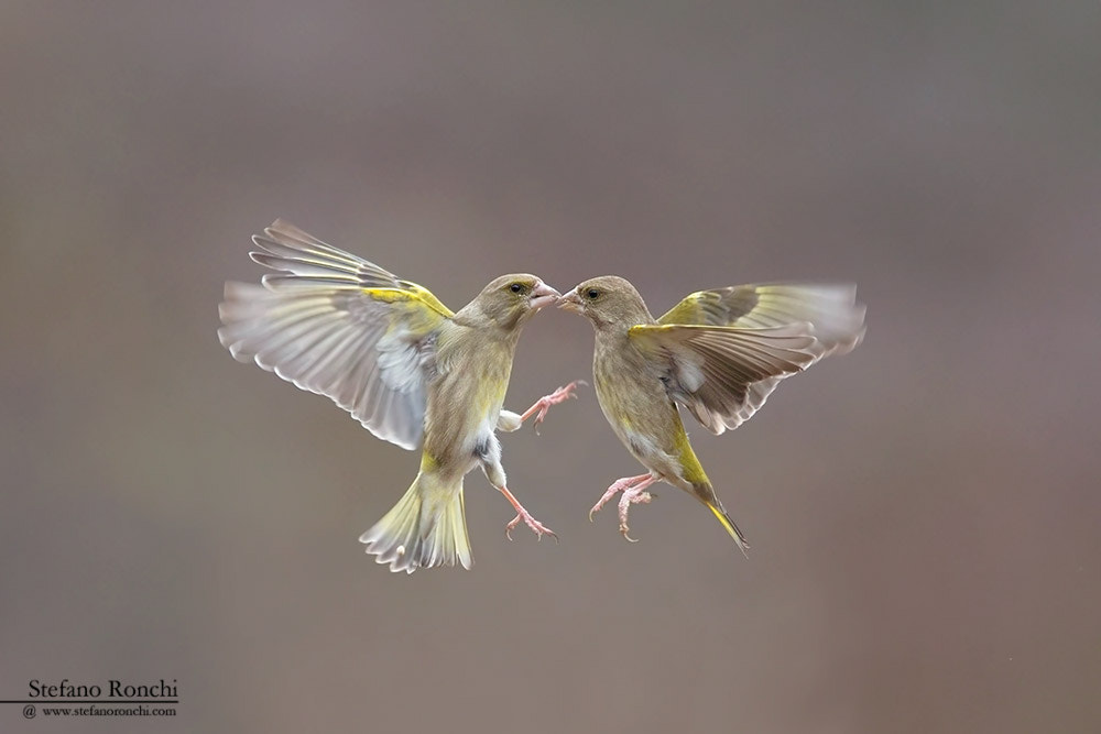 Canon EF 300mm F2.8L IS USM sample photo. Kiss me photography
