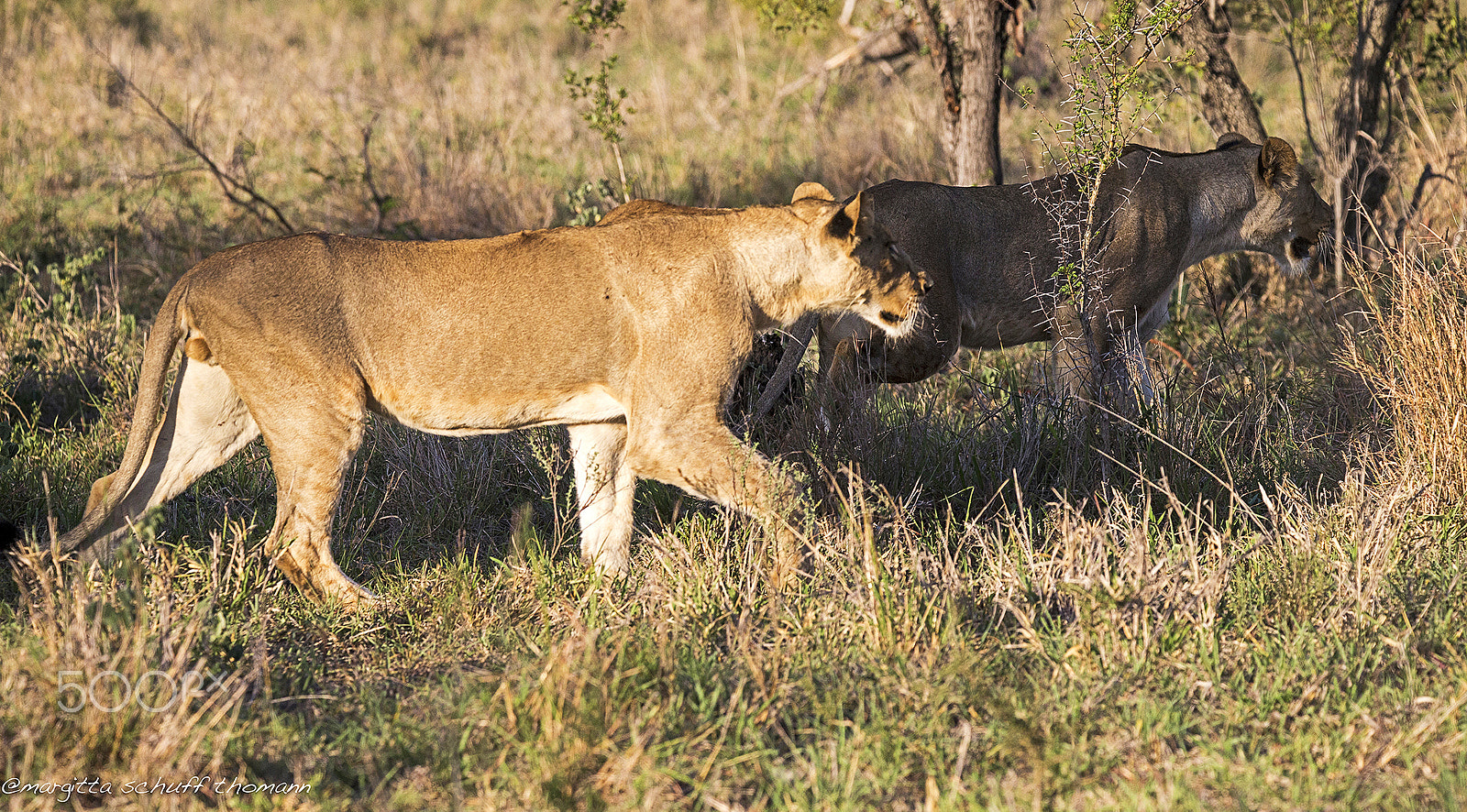 Tamron SP 150-600mm F5-6.3 Di VC USD sample photo. On patrol.. photography