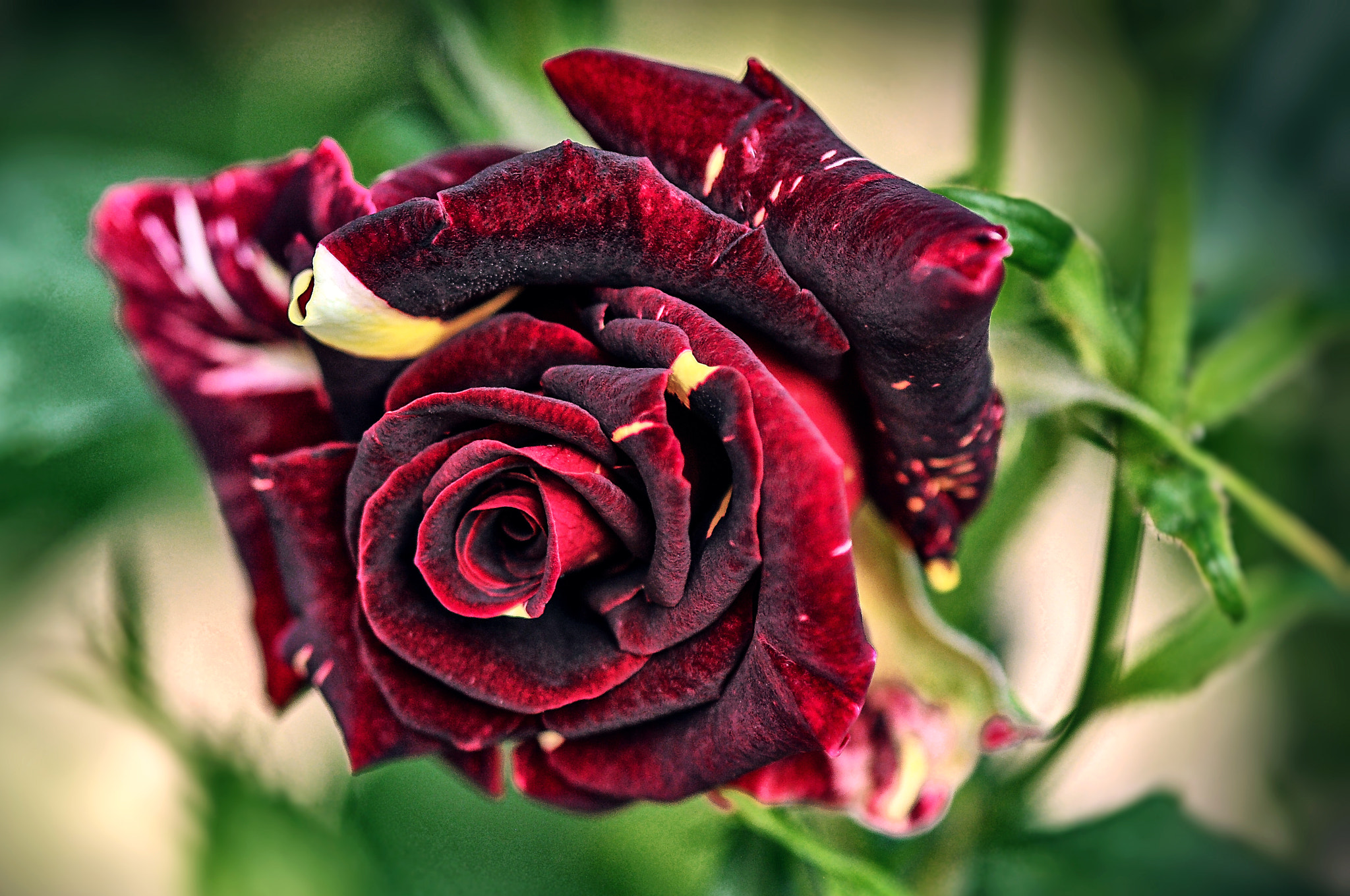 Nikon D300 + AF Micro-Nikkor 105mm f/2.8 sample photo. Бархатная роза photography
