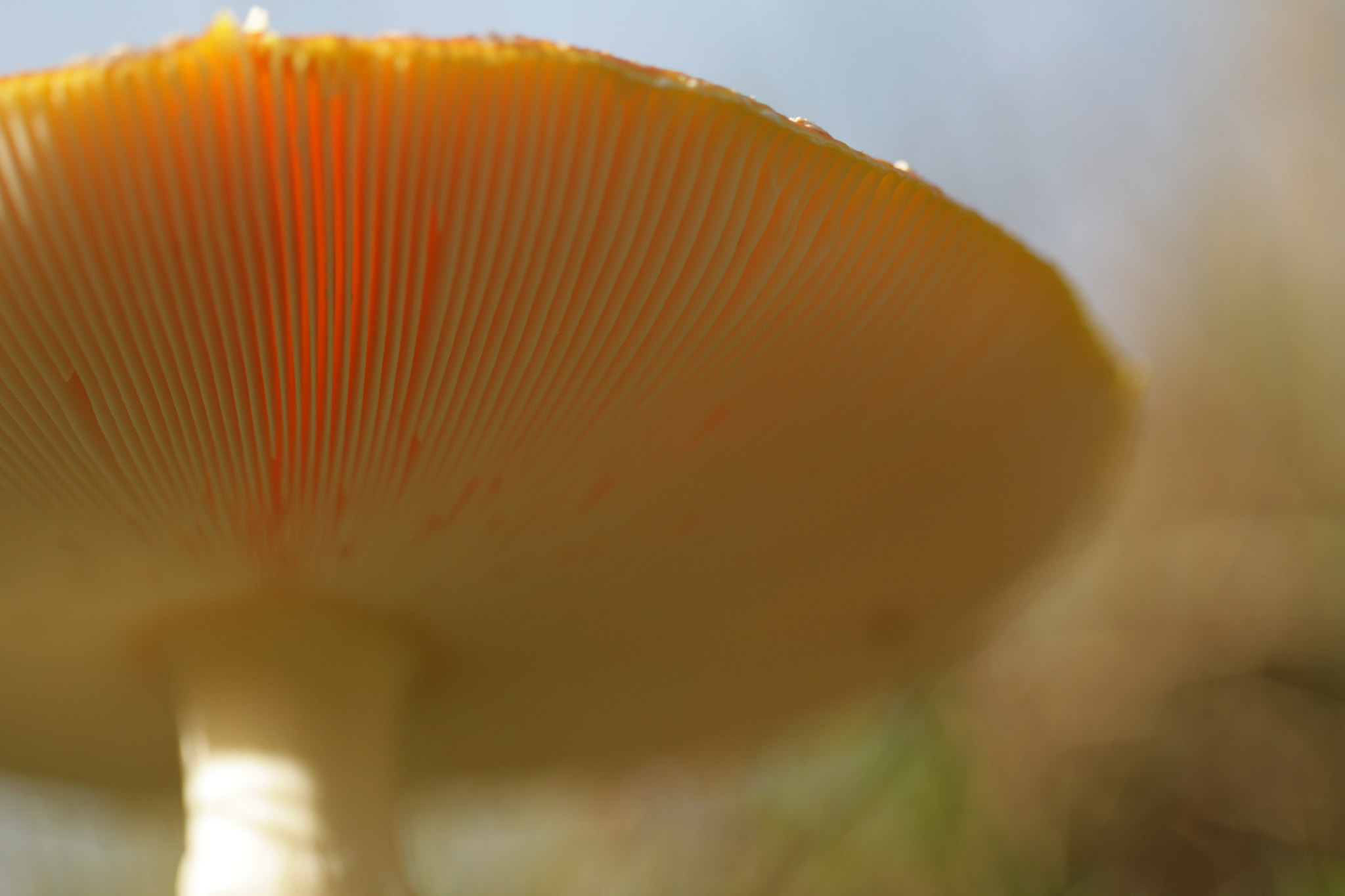 Canon EF 100mm F2.8L Macro IS USM sample photo. Mushroom photography