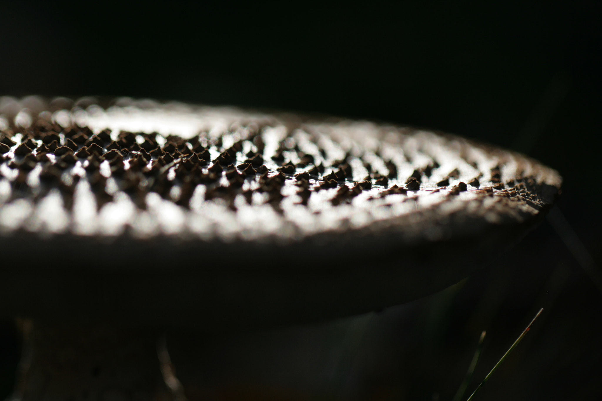 Canon EF 100mm F2.8L Macro IS USM sample photo. Mushroom photography