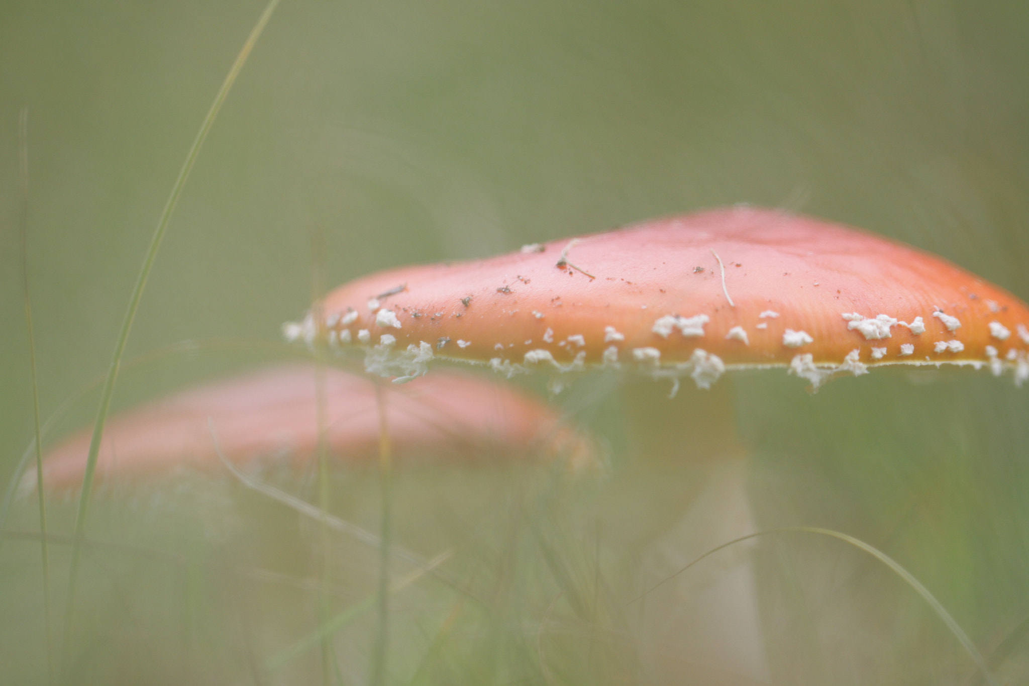 Canon EF 100mm F2.8L Macro IS USM sample photo. Mushroom photography