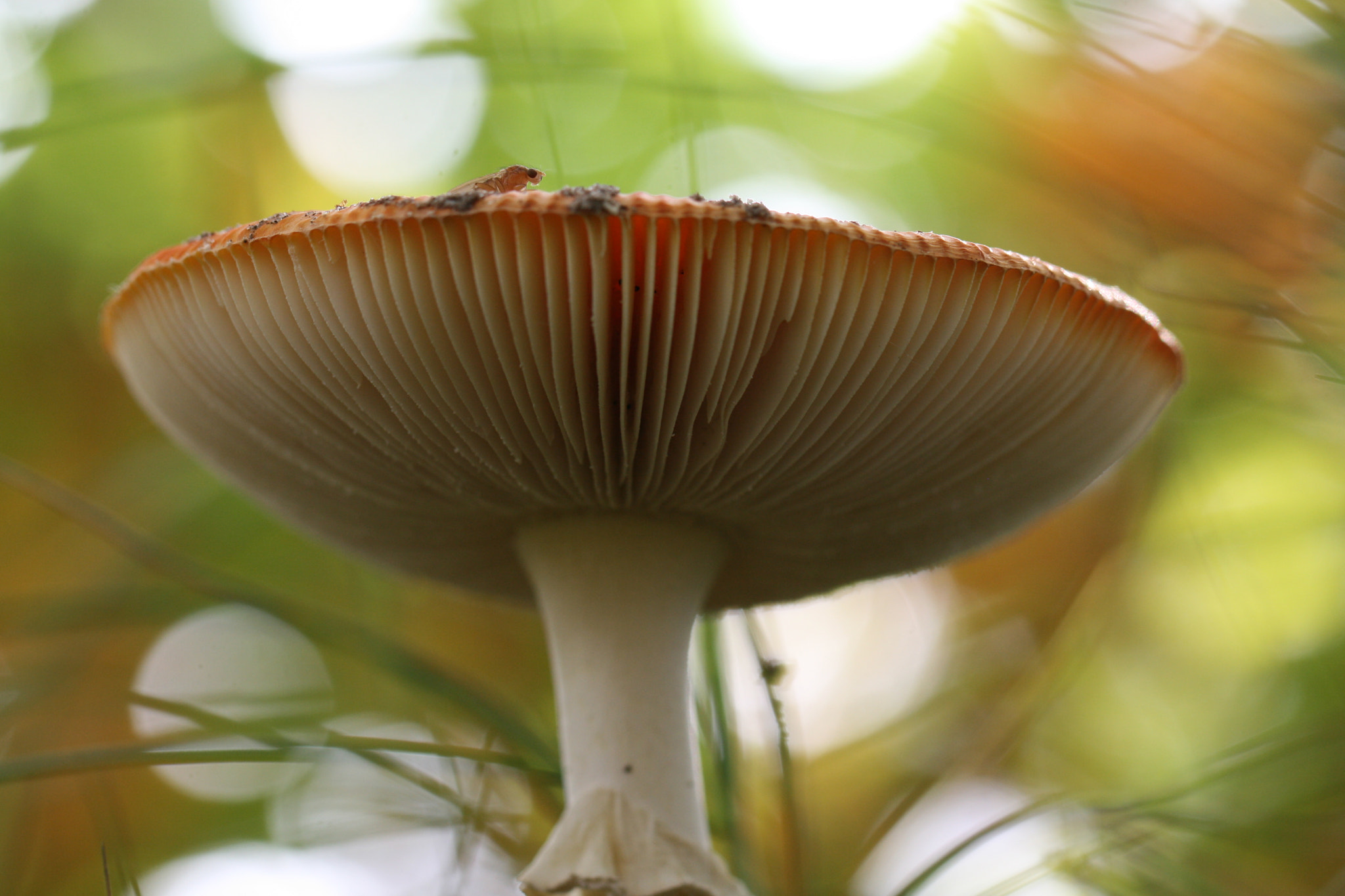 Canon EF 100mm F2.8L Macro IS USM sample photo. Mushroom photography