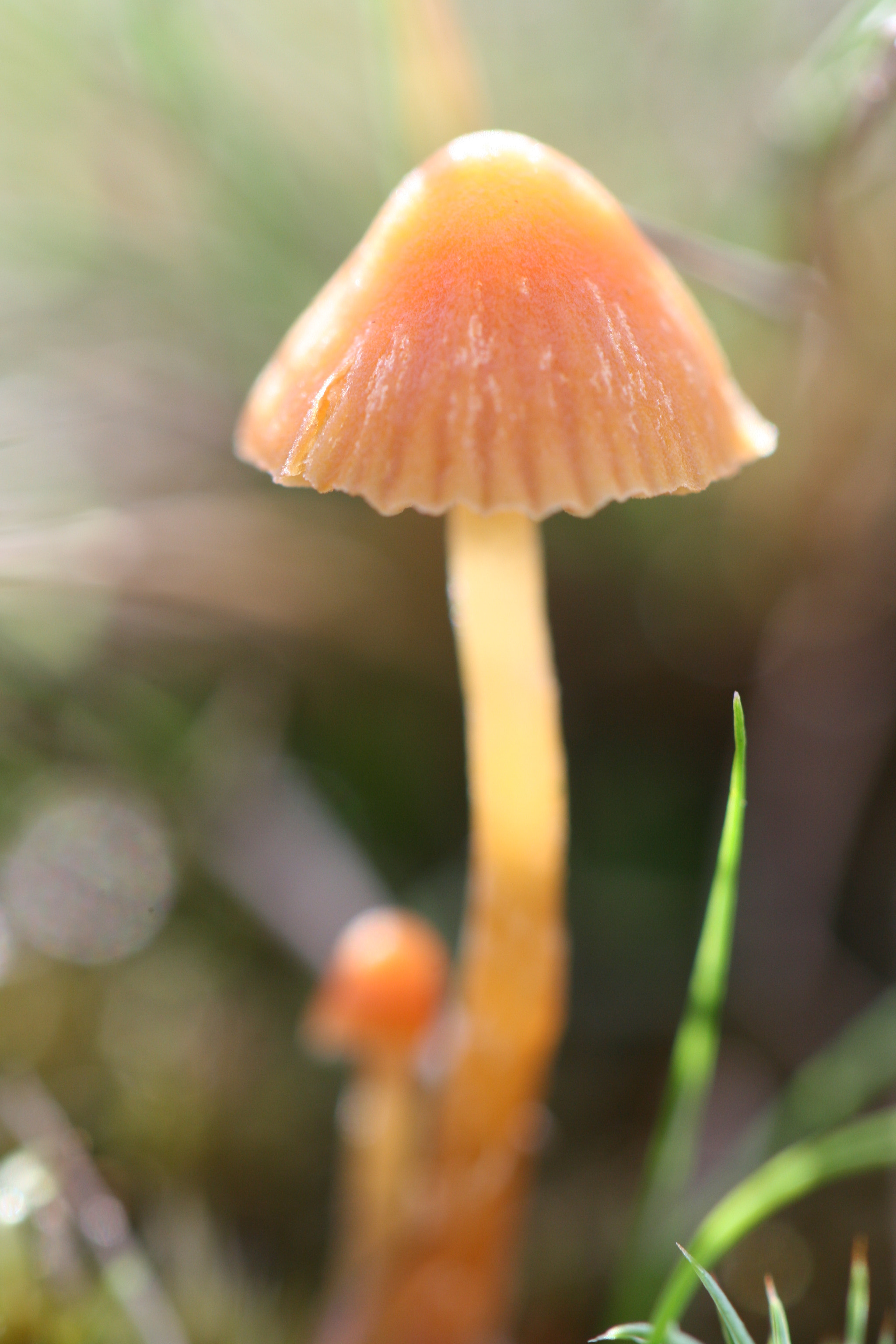 Canon EF 100mm F2.8L Macro IS USM sample photo. Mushroom photography