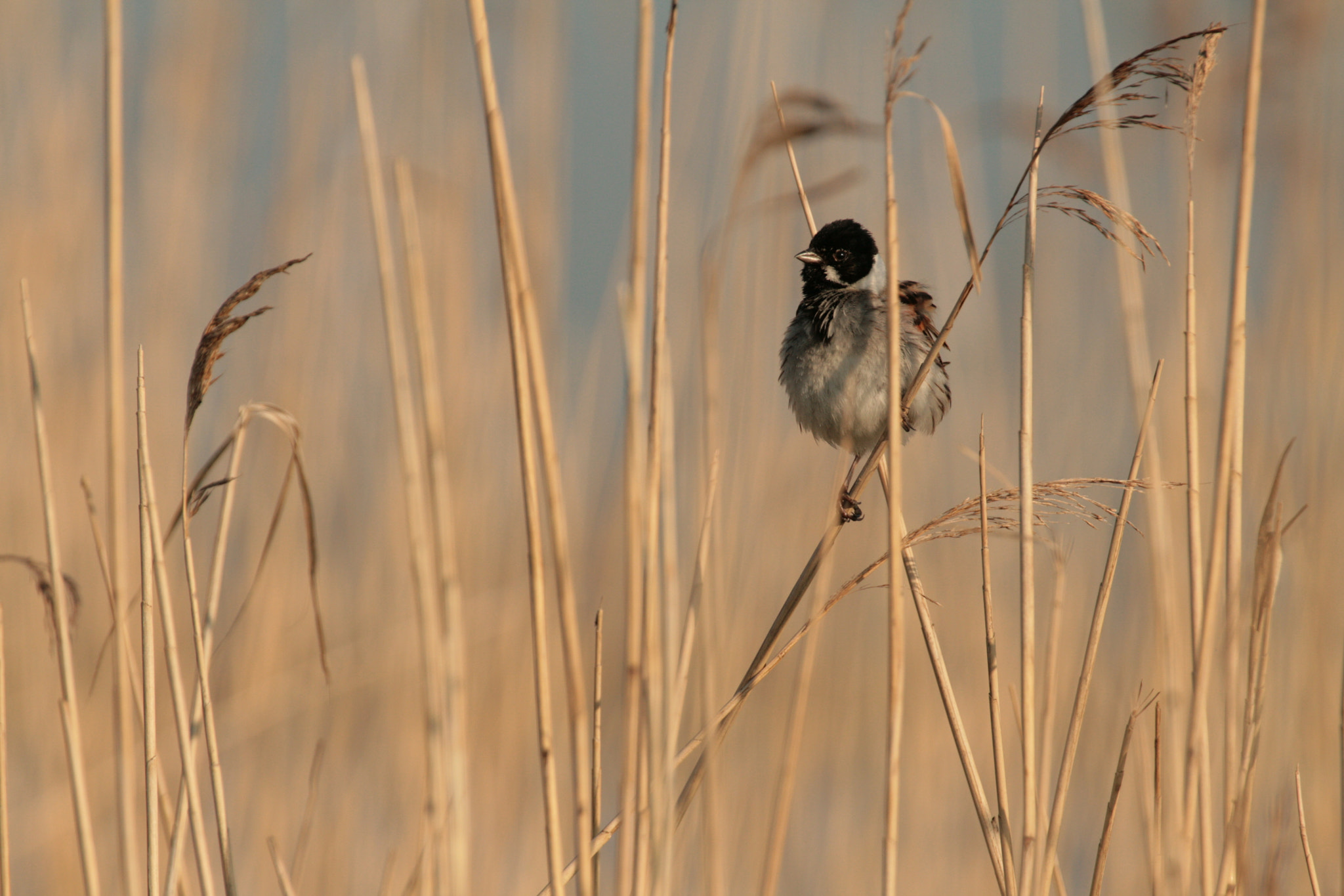 Canon EF 100-400mm F4.5-5.6L IS USM sample photo. Emberiza schoeniclus photography