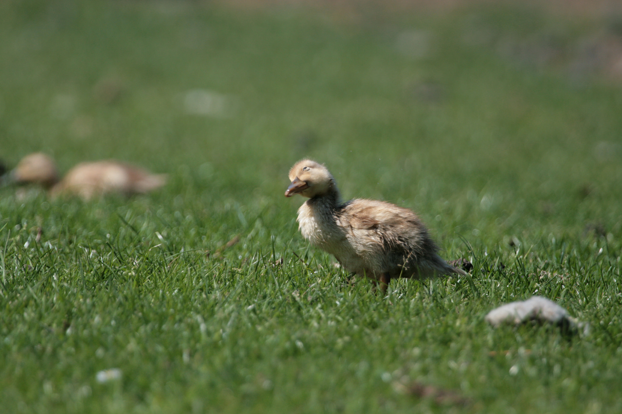 Canon EF 100-400mm F4.5-5.6L IS USM sample photo. Anas platyrhynchos photography
