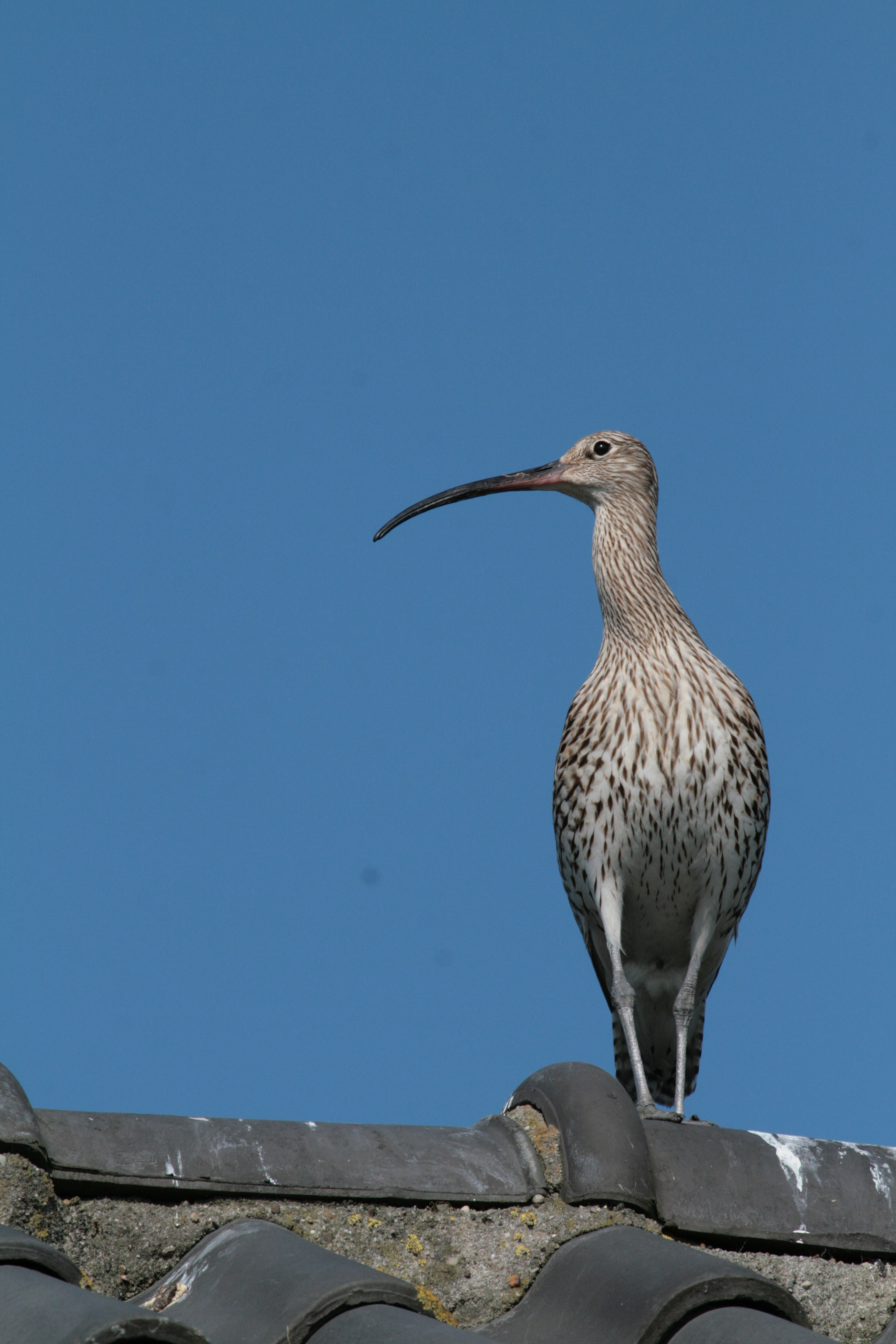 Canon EF 100-400mm F4.5-5.6L IS USM sample photo. Numenius arquata photography
