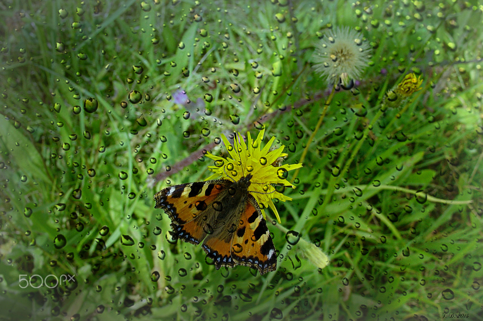 Sony DSC-V1 sample photo. Butterfly effect photography
