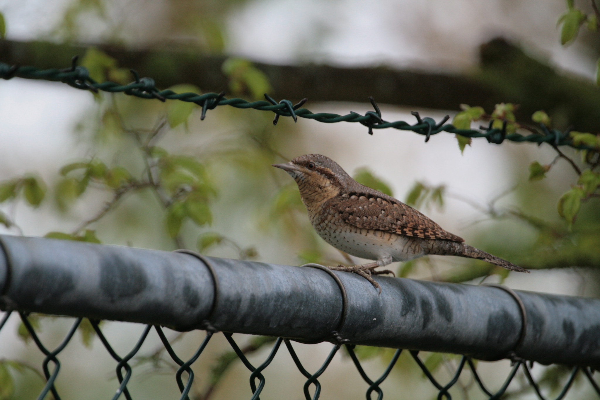 Canon EF 100-400mm F4.5-5.6L IS USM sample photo. Wryneck photography
