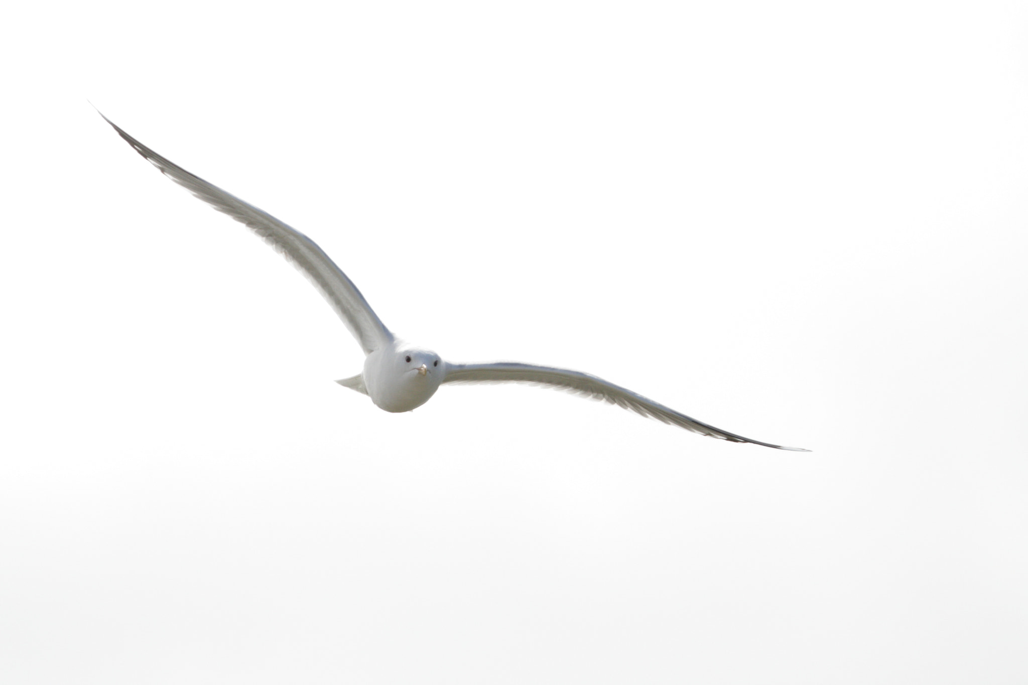Canon EF 100-400mm F4.5-5.6L IS USM sample photo. Larus canus photography