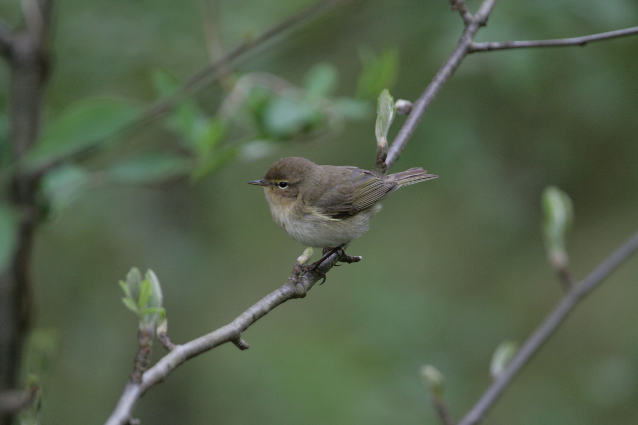 Canon EF 100-400mm F4.5-5.6L IS USM sample photo. Chiffchaff photography