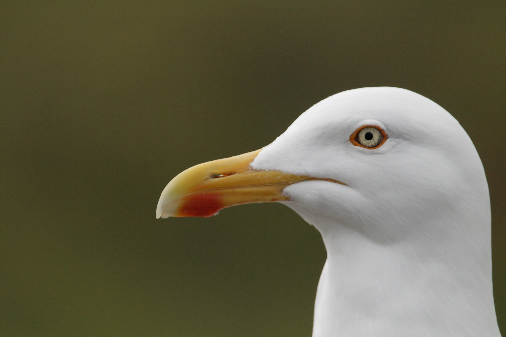 Canon EF 100-400mm F4.5-5.6L IS USM sample photo. Larus argentatus photography