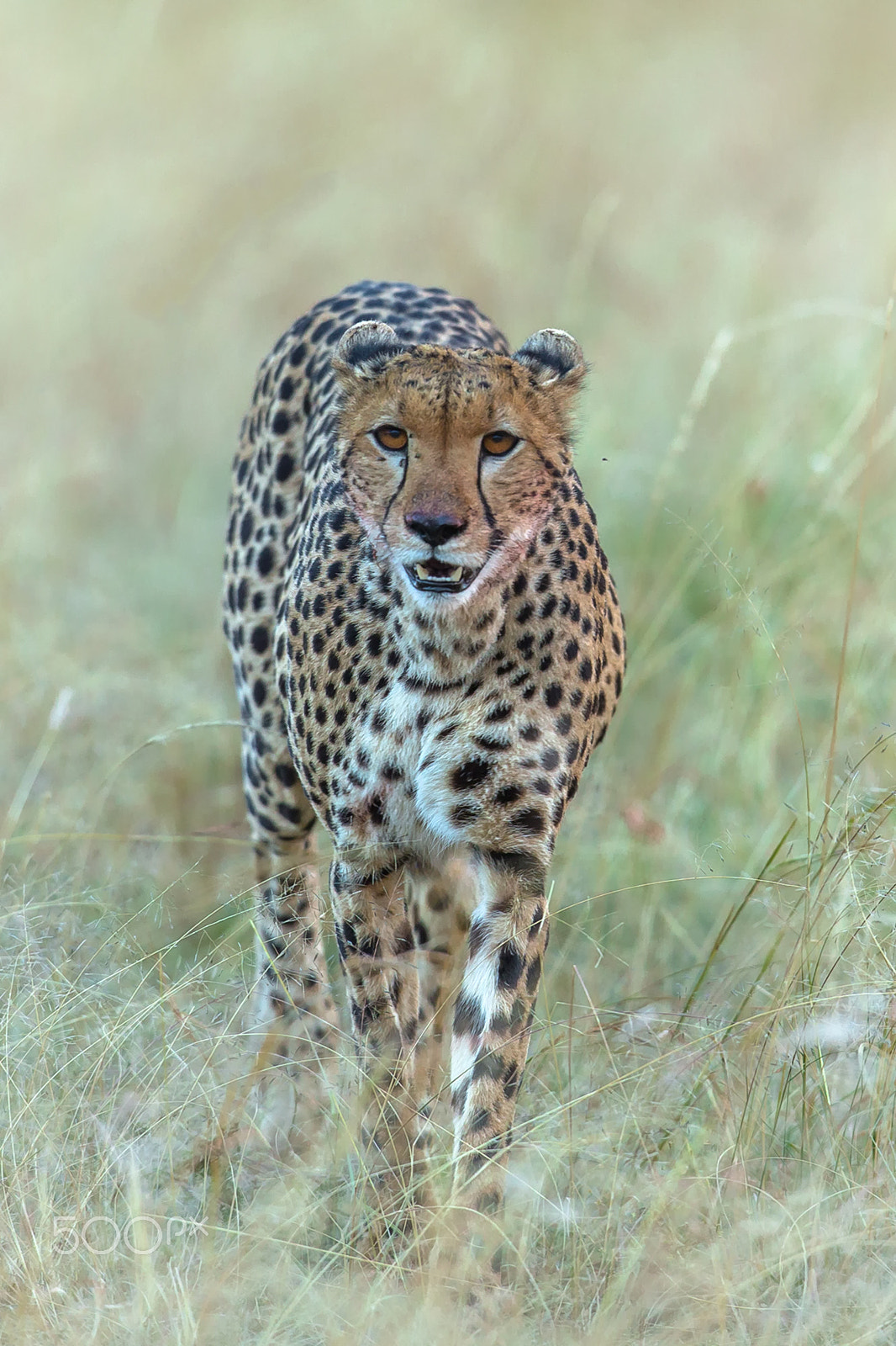 Canon EF 400mm F2.8L IS USM sample photo. Hello photography