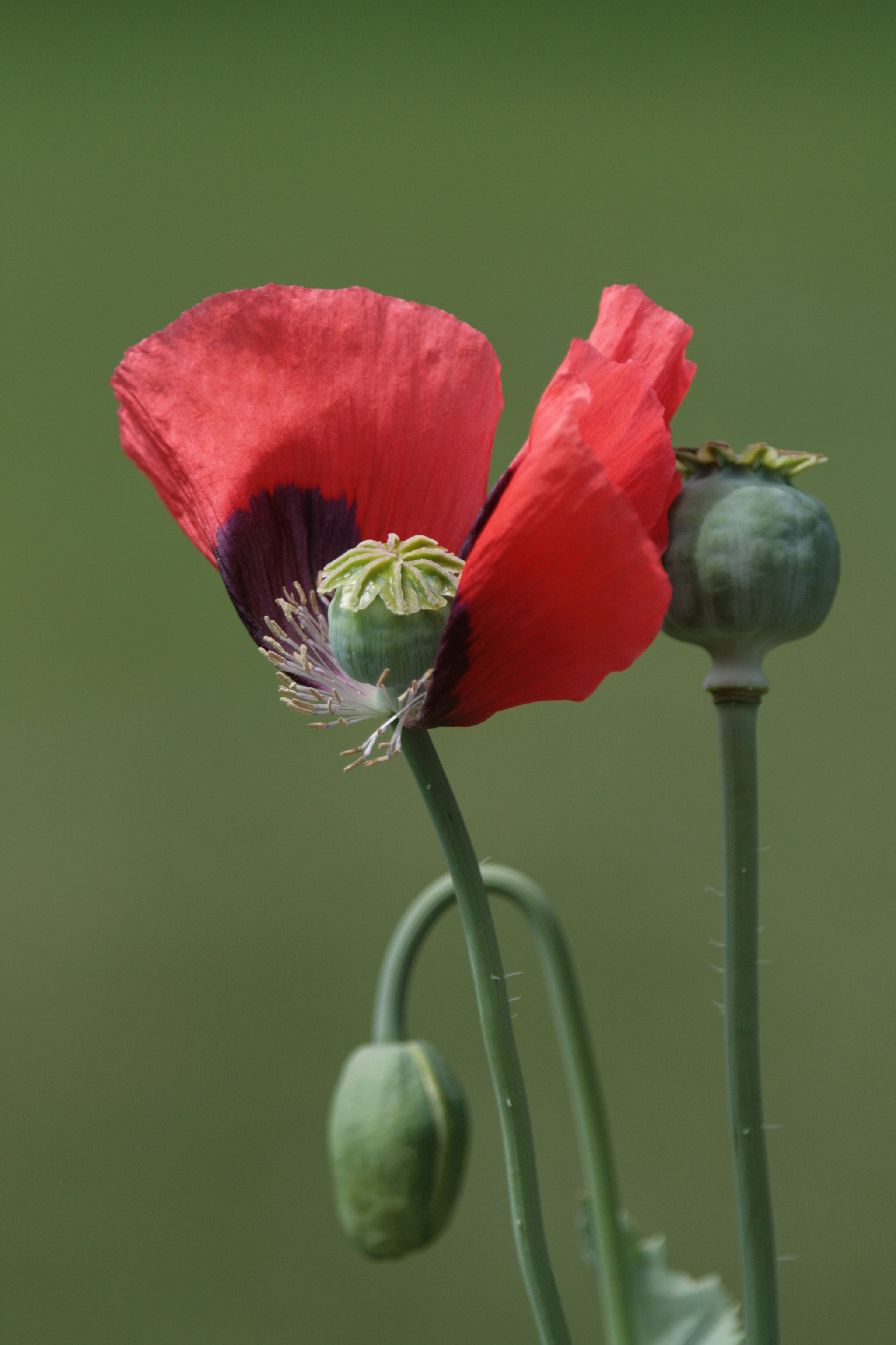 Canon EF 100-400mm F4.5-5.6L IS USM sample photo. Poppy photography