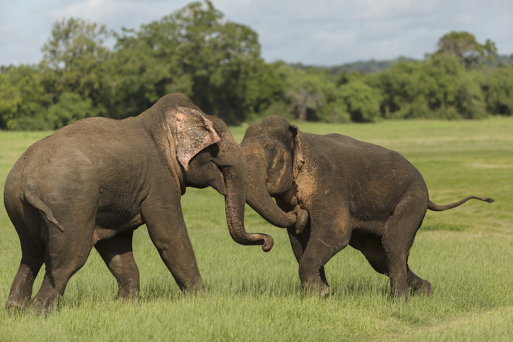 Canon EF 200-400mm F4L IS USM Extender 1.4x sample photo. Action in musth photography