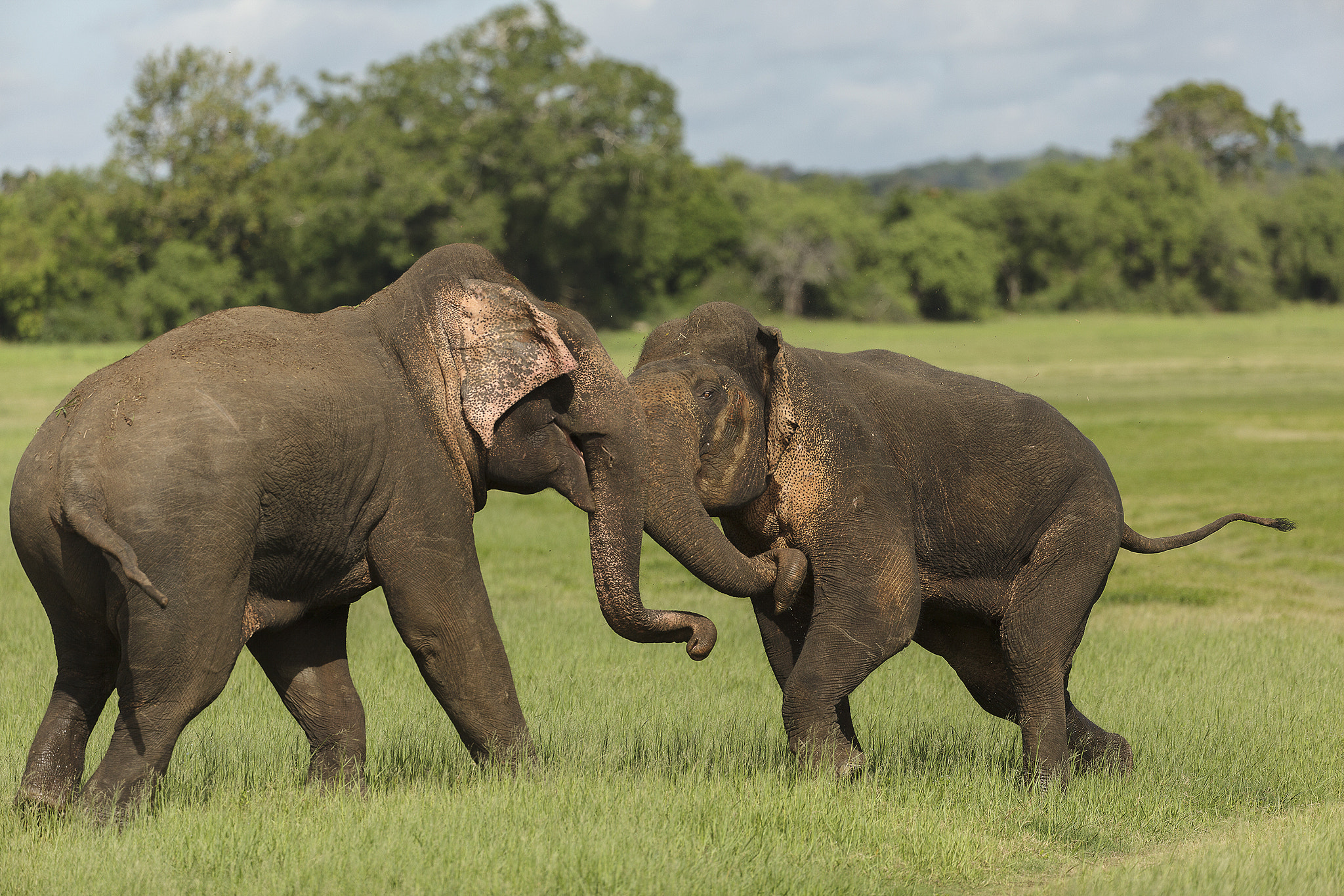 Canon EOS 5D Mark II + Canon EF 200-400mm F4L IS USM Extender 1.4x sample photo. Action in musth photography