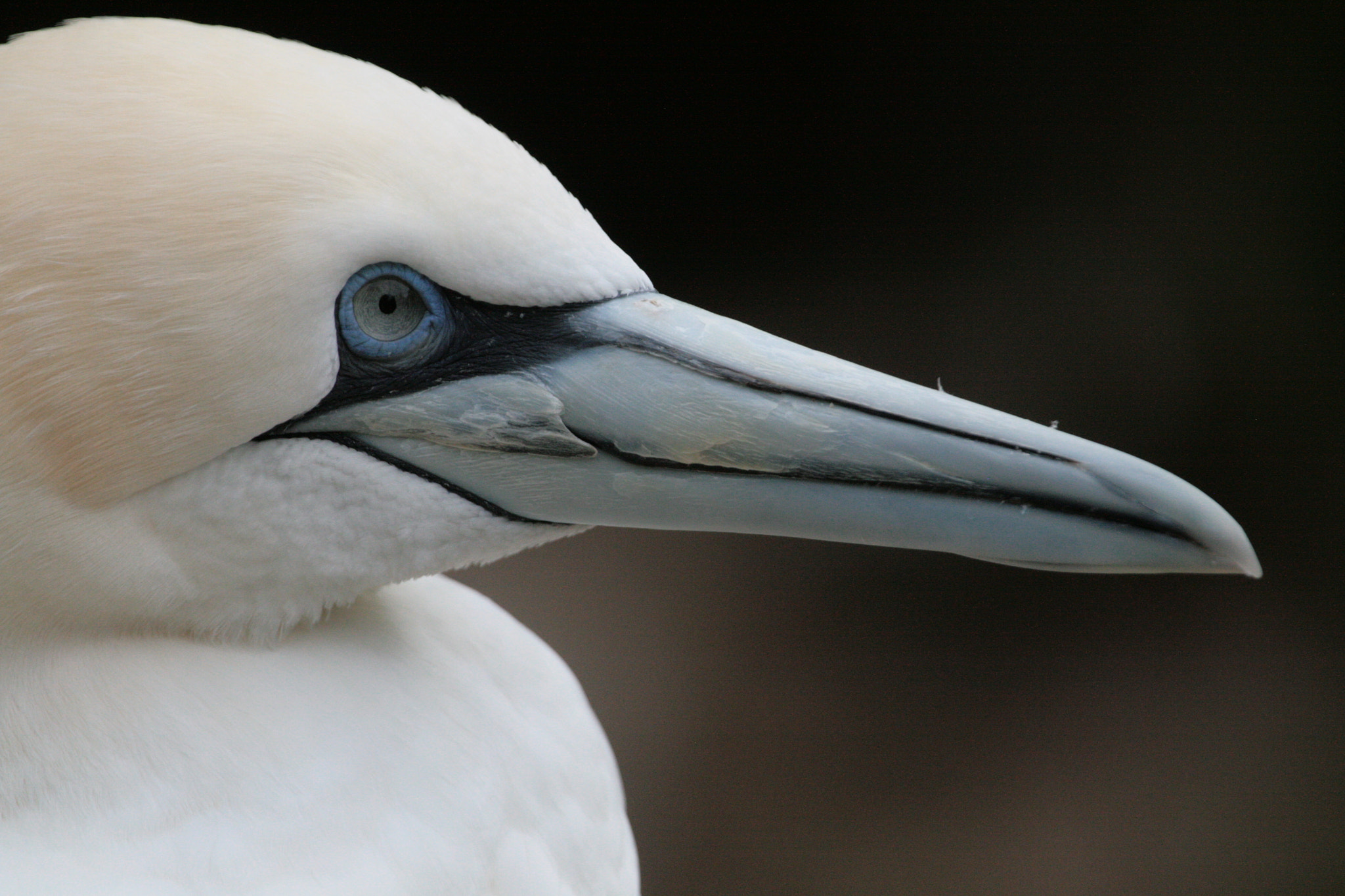 Canon EF 100-400mm F4.5-5.6L IS USM sample photo. European gannet photography