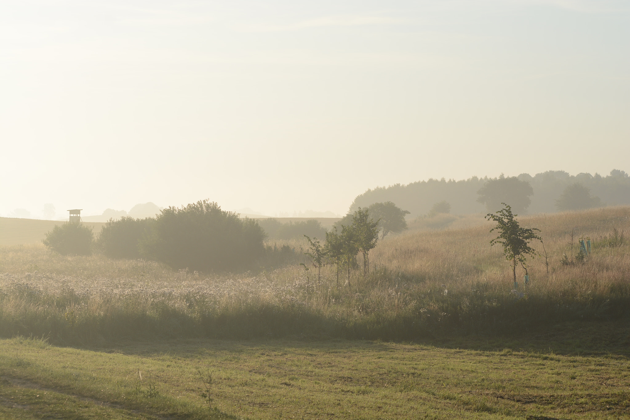 Nikon D7100 + AF Nikkor 70-210mm f/4-5.6 sample photo. Summer misty sunrise photography