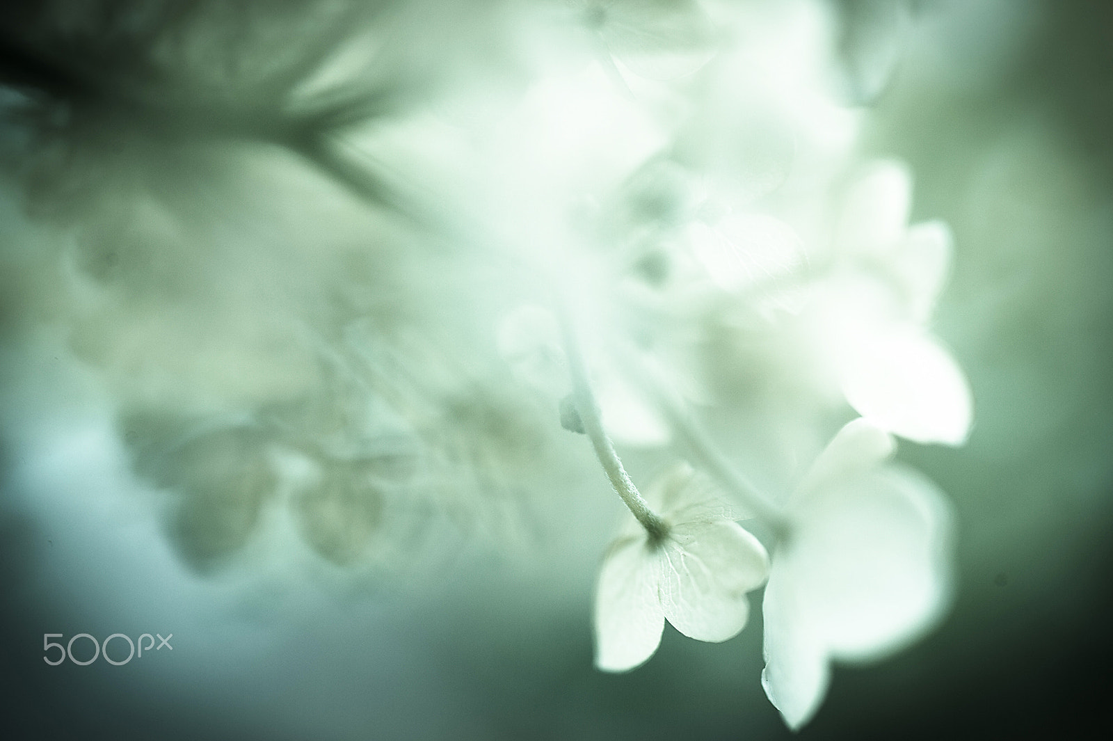 Nikon Df sample photo. Annabelle photography