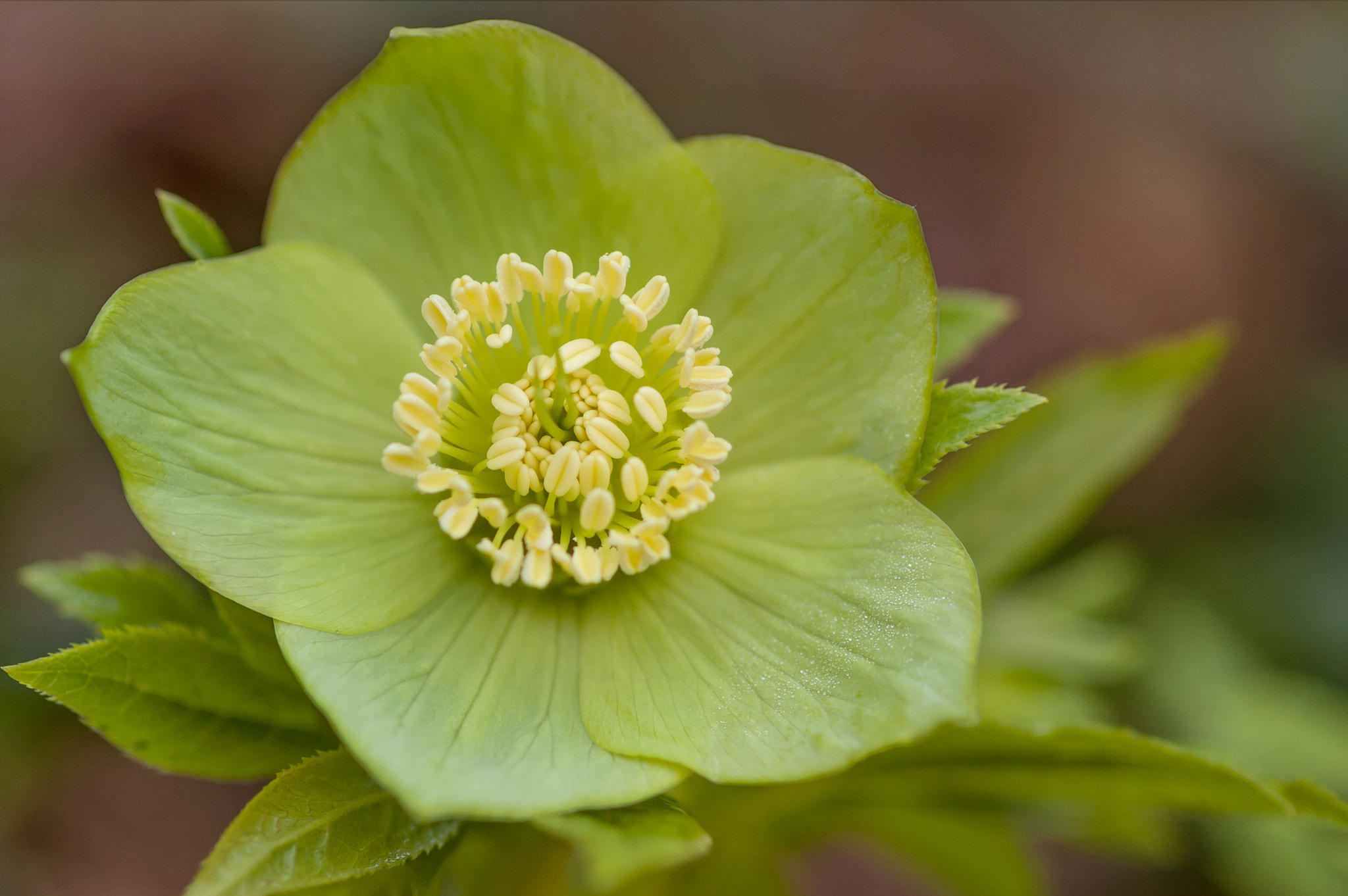 Nikon D50 sample photo. Helleborus odorus photography