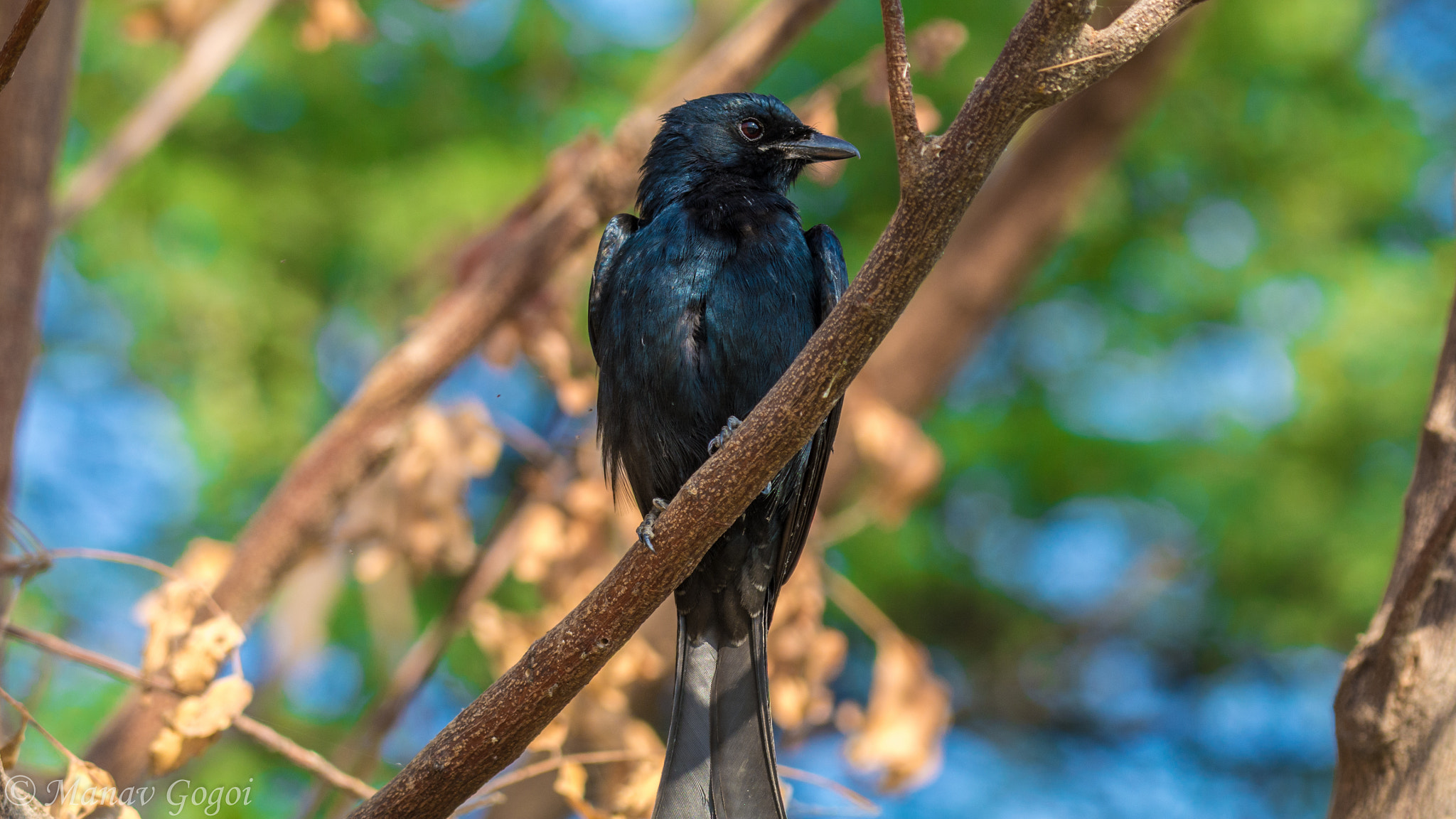 Nikon AF-S Nikkor 200-500mm F5.6E ED VR sample photo. Black drongo photography