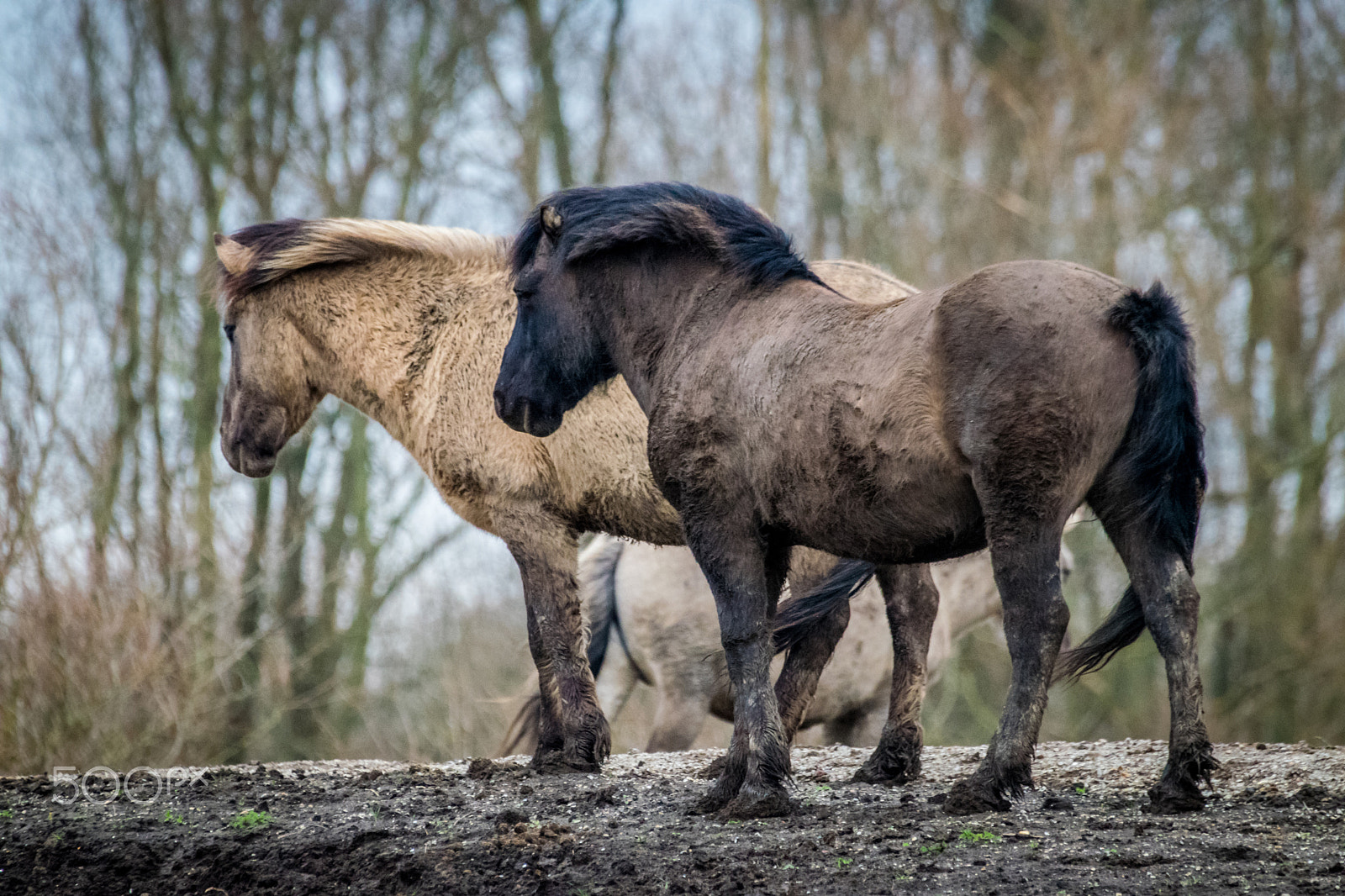 Sigma 50-500mm F4.5-6.3 DG OS HSM sample photo. Konik horses photography
