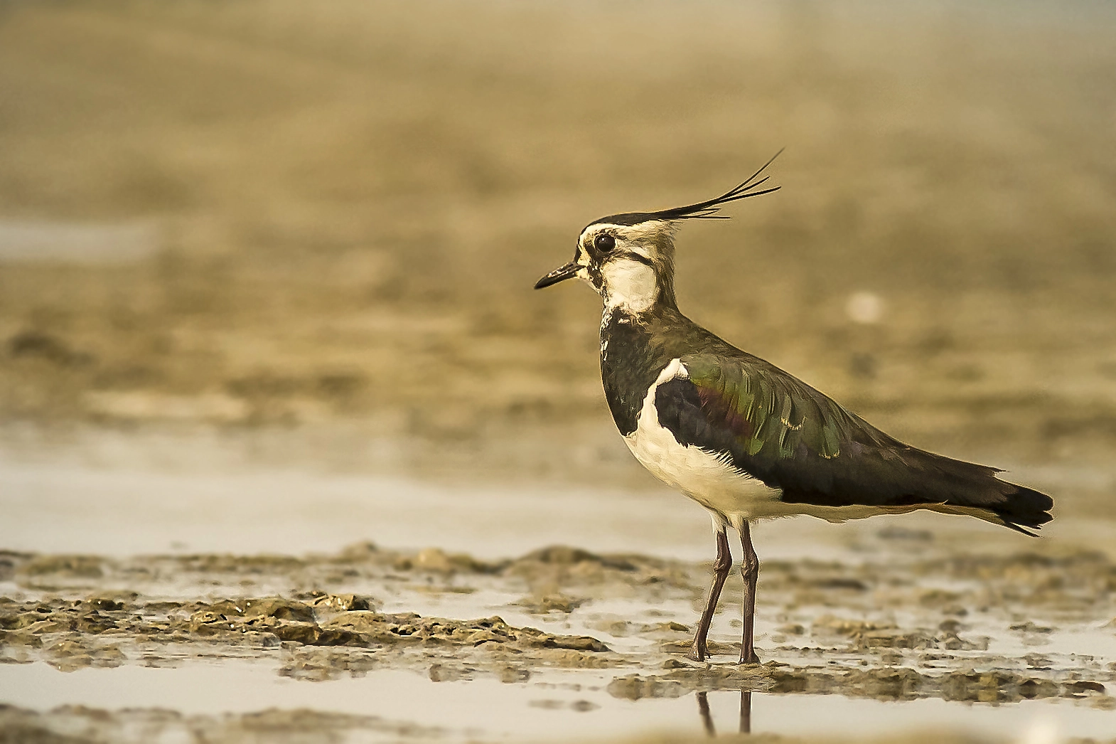 Canon EOS 1100D (EOS Rebel T3 / EOS Kiss X50) + Canon EF 300mm F4L IS USM sample photo. Northerm lapwing photography