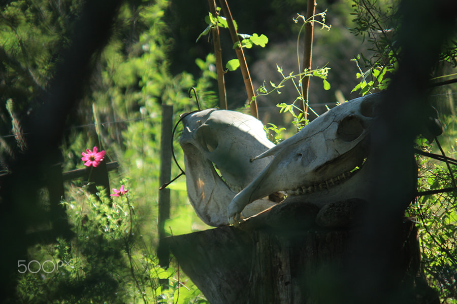 Canon EF 35-80mm f/4-5.6 sample photo. Cycle photography