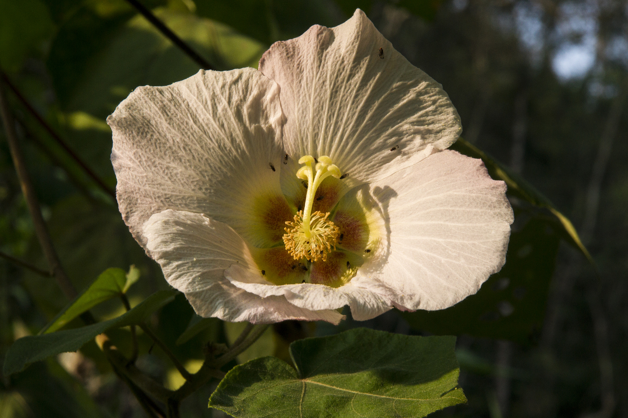 Sony Alpha DSLR-A550 sample photo