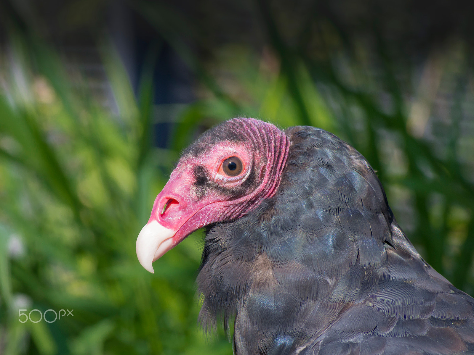 Olympus PEN E-PL5 sample photo. I'm blushing photography