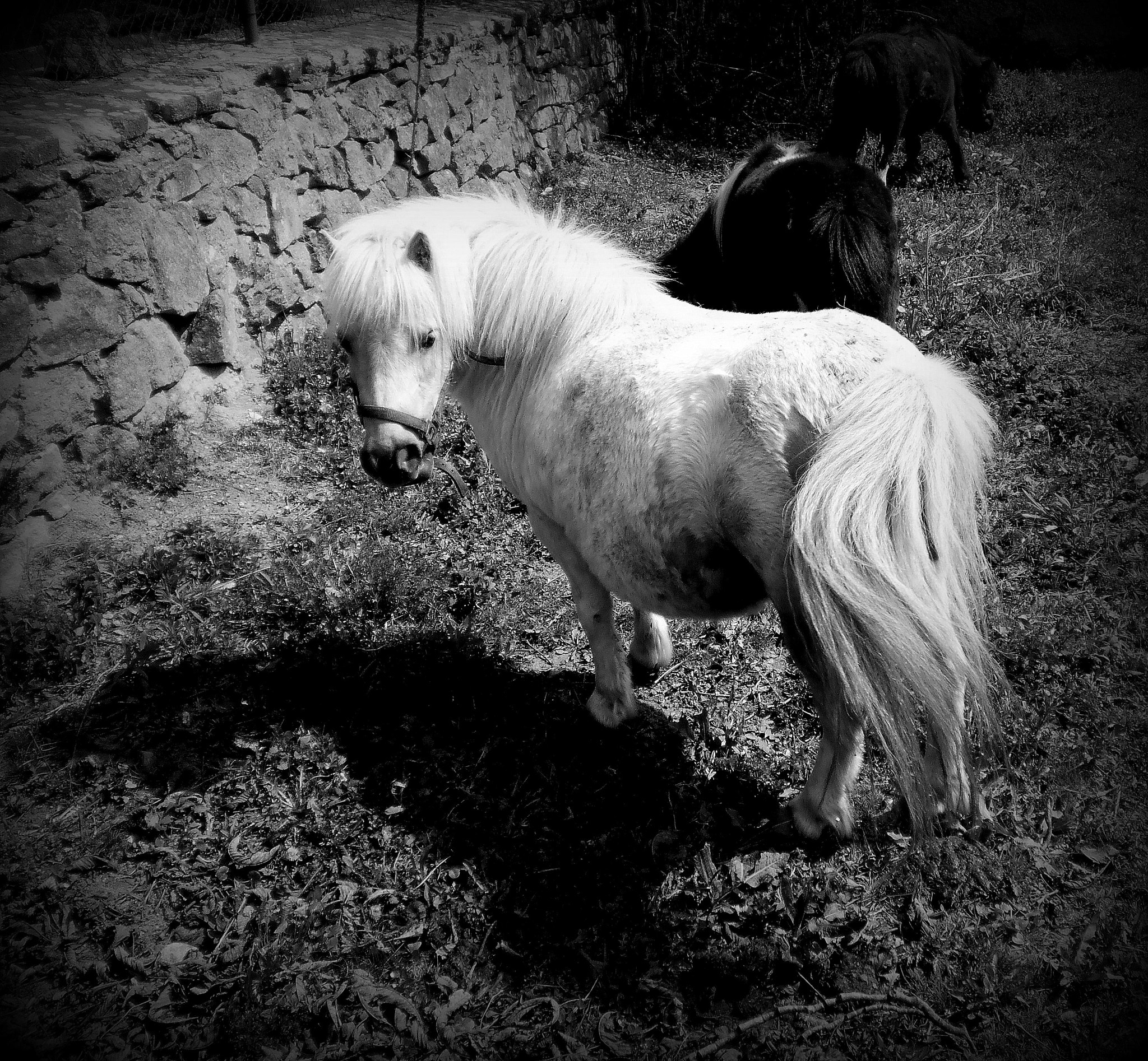 Olympus T105,T100,X36 sample photo. Black and white photography