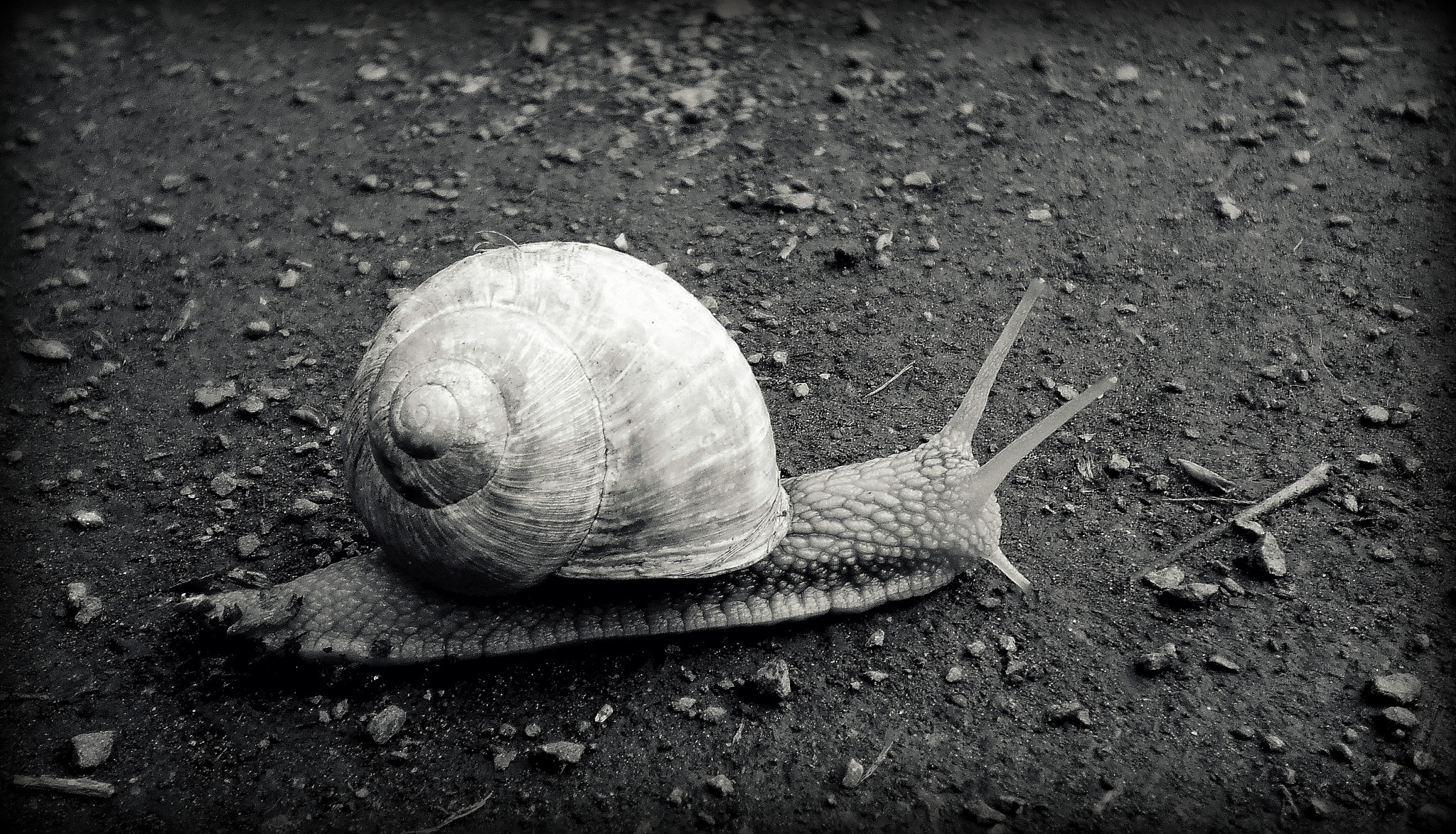 Olympus T105,T100,X36 sample photo. Black and white photography