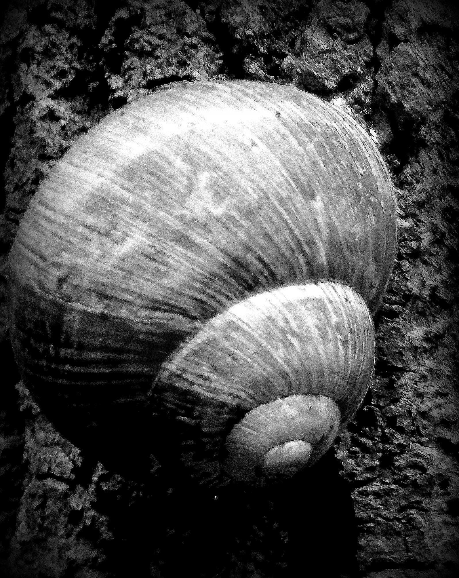 Samsung GT-S5610 sample photo. Black and white photography