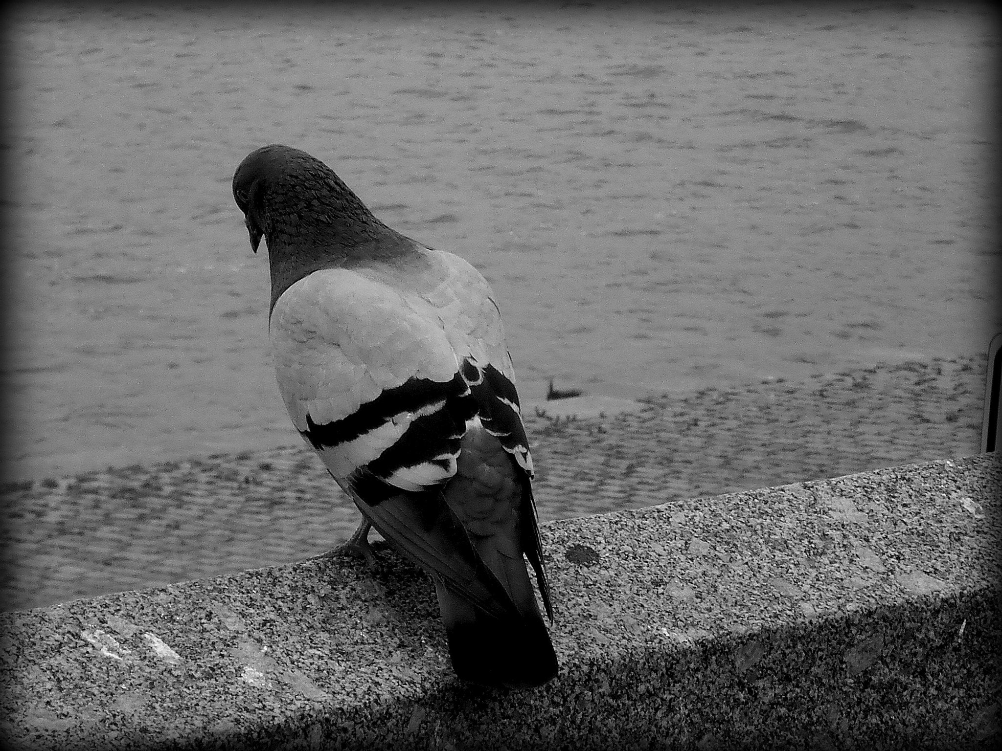 Olympus T105,T100,X36 sample photo. Black and white photography