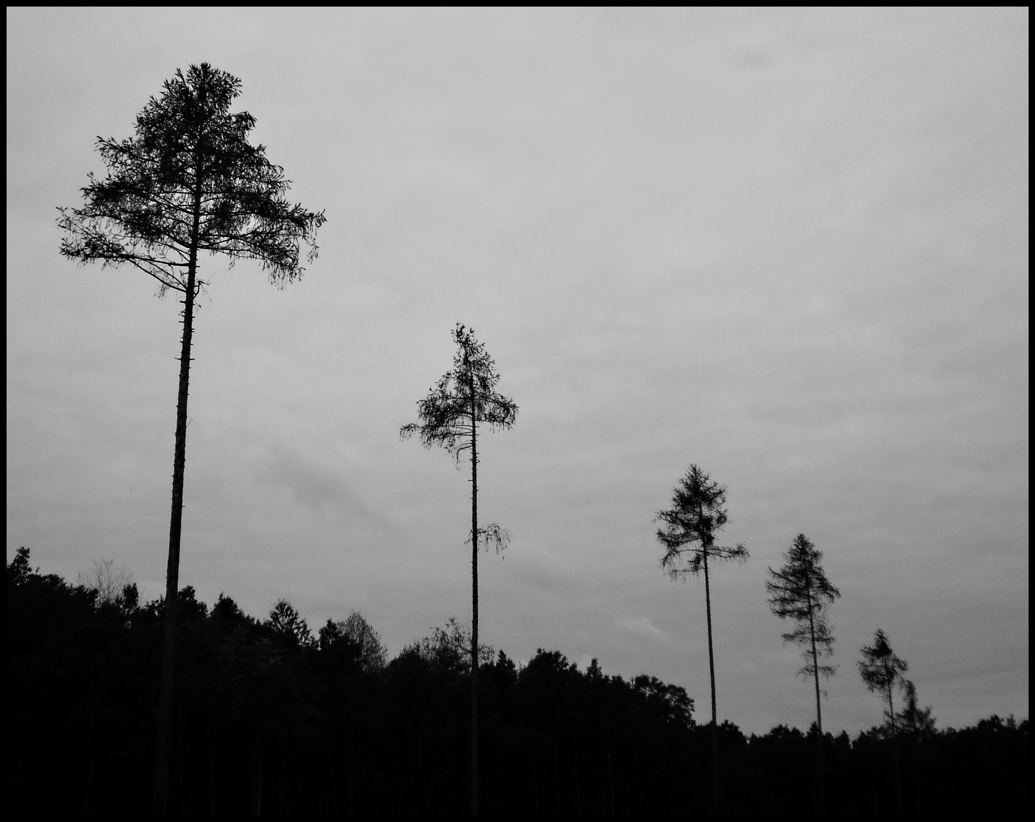 Olympus T105,T100,X36 sample photo. Black and white photography