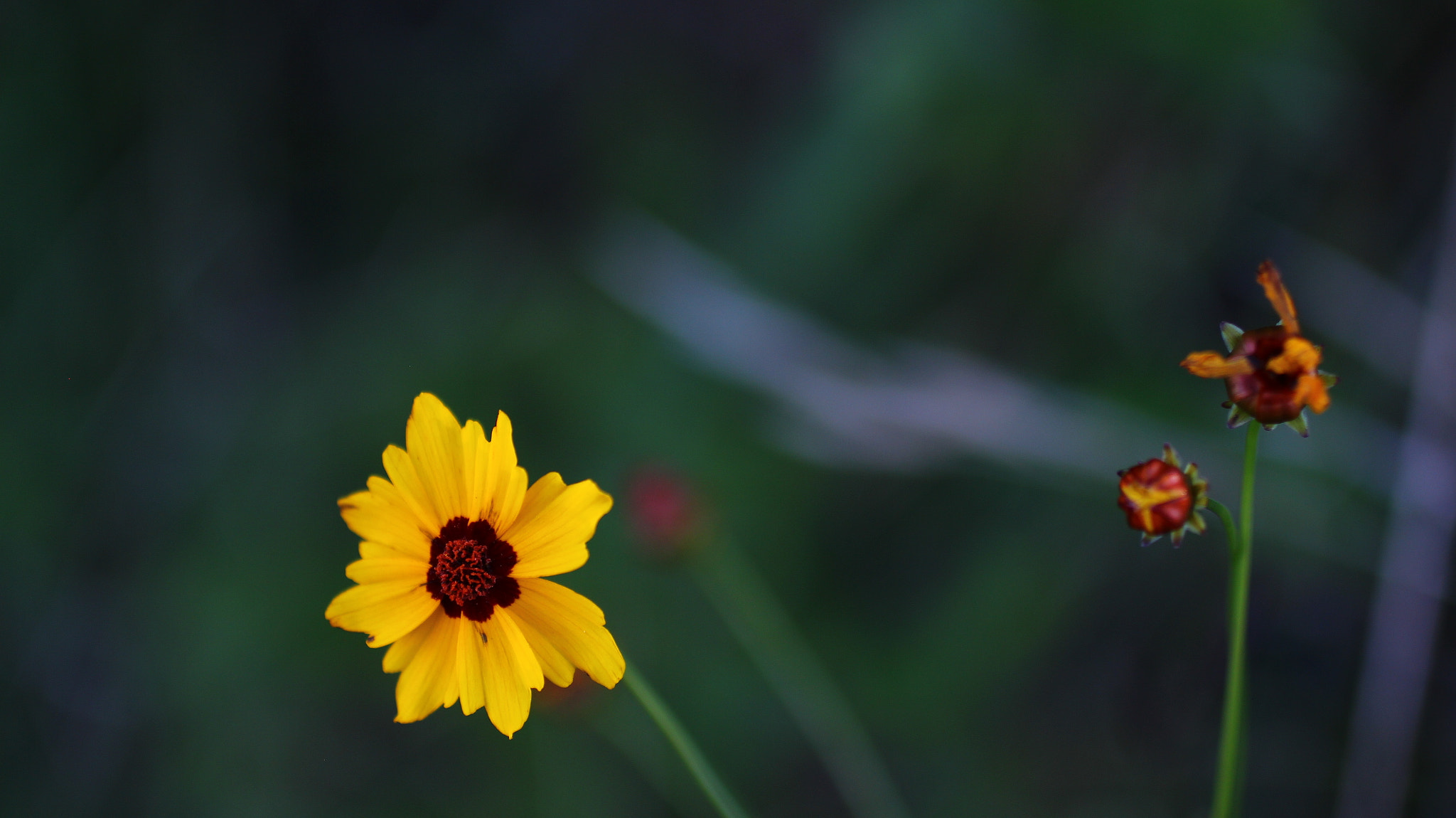 Canon EF 50mm F2.5 Macro sample photo. Flower with the bulb photography