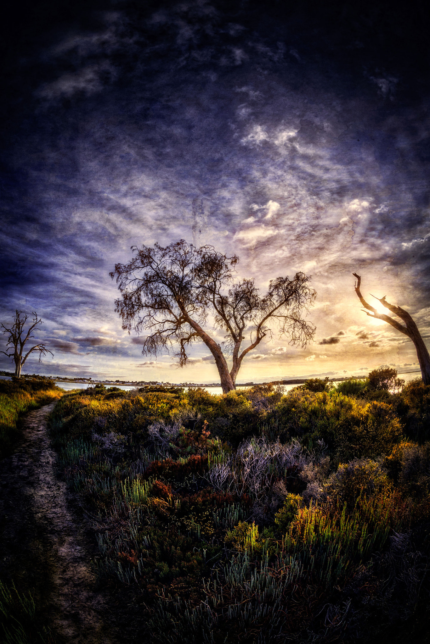 Canon EF 8-15mm F4L Fisheye USM sample photo. Peel inlet - tree in dawn light photography